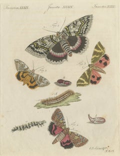 Underwing and Tiger Moths with Caterpillars, Antique Bertuch Print, circa 1805