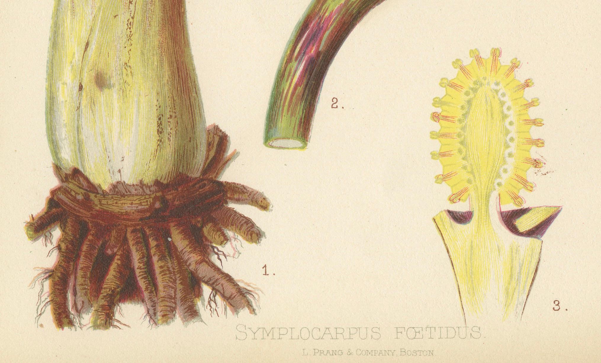 Unfolding Mystery: The Skunk Cabbage (Symplocarpus foetidus), 1879 In Good Condition In Langweer, NL