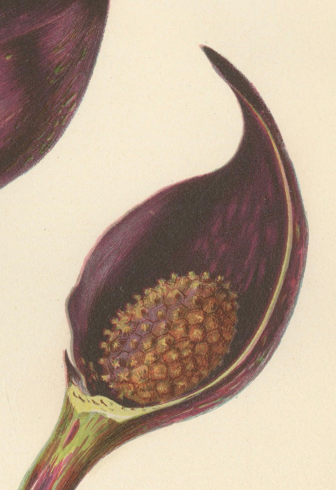 Late 19th Century Unfolding Mystery: The Skunk Cabbage (Symplocarpus foetidus), 1879