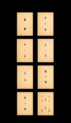 Unframed Collection Painted Scientific Illustrations of Various Insects