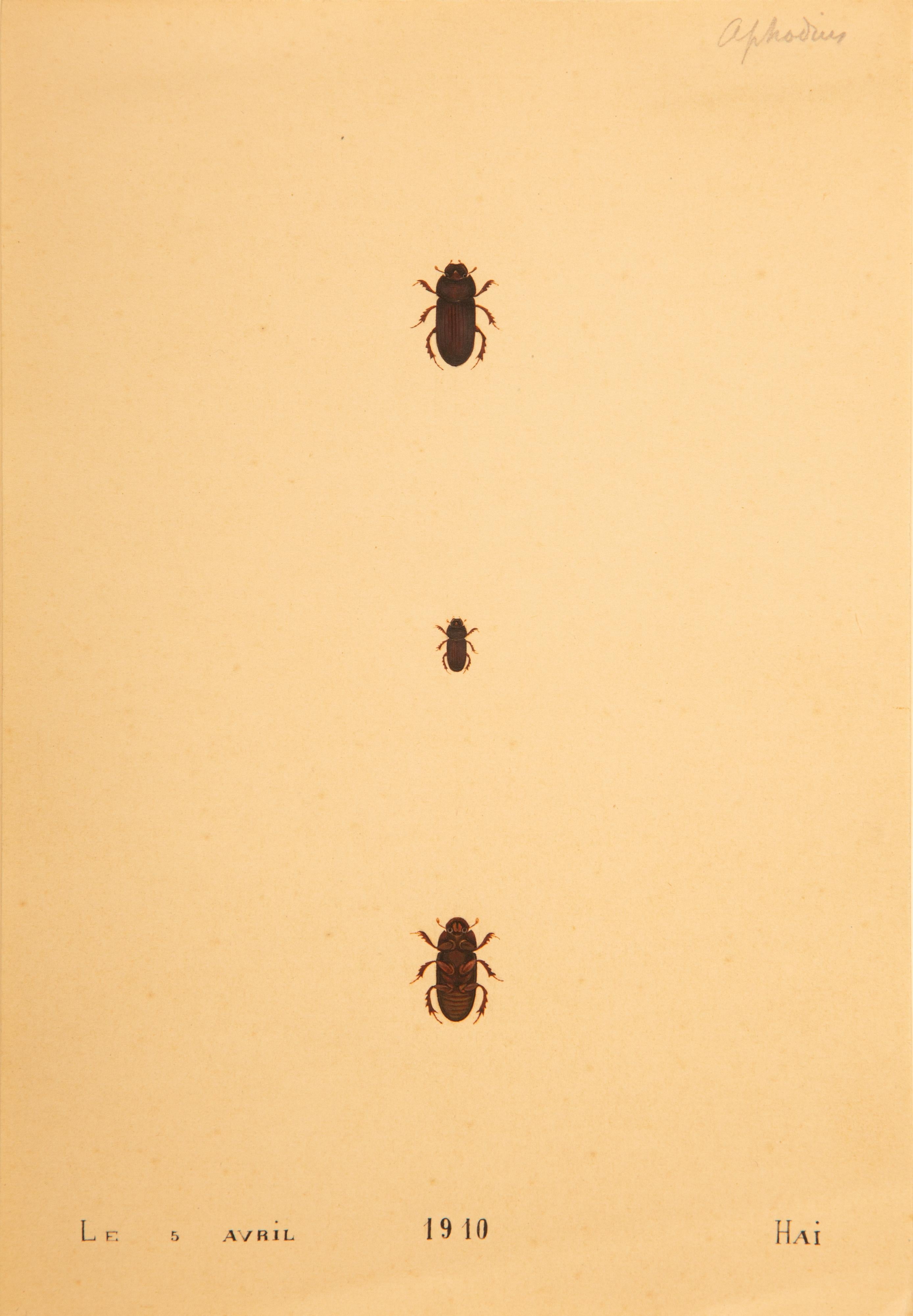 Paper Unframed Collection Painted Scientific Illustrations of Various Insects For Sale