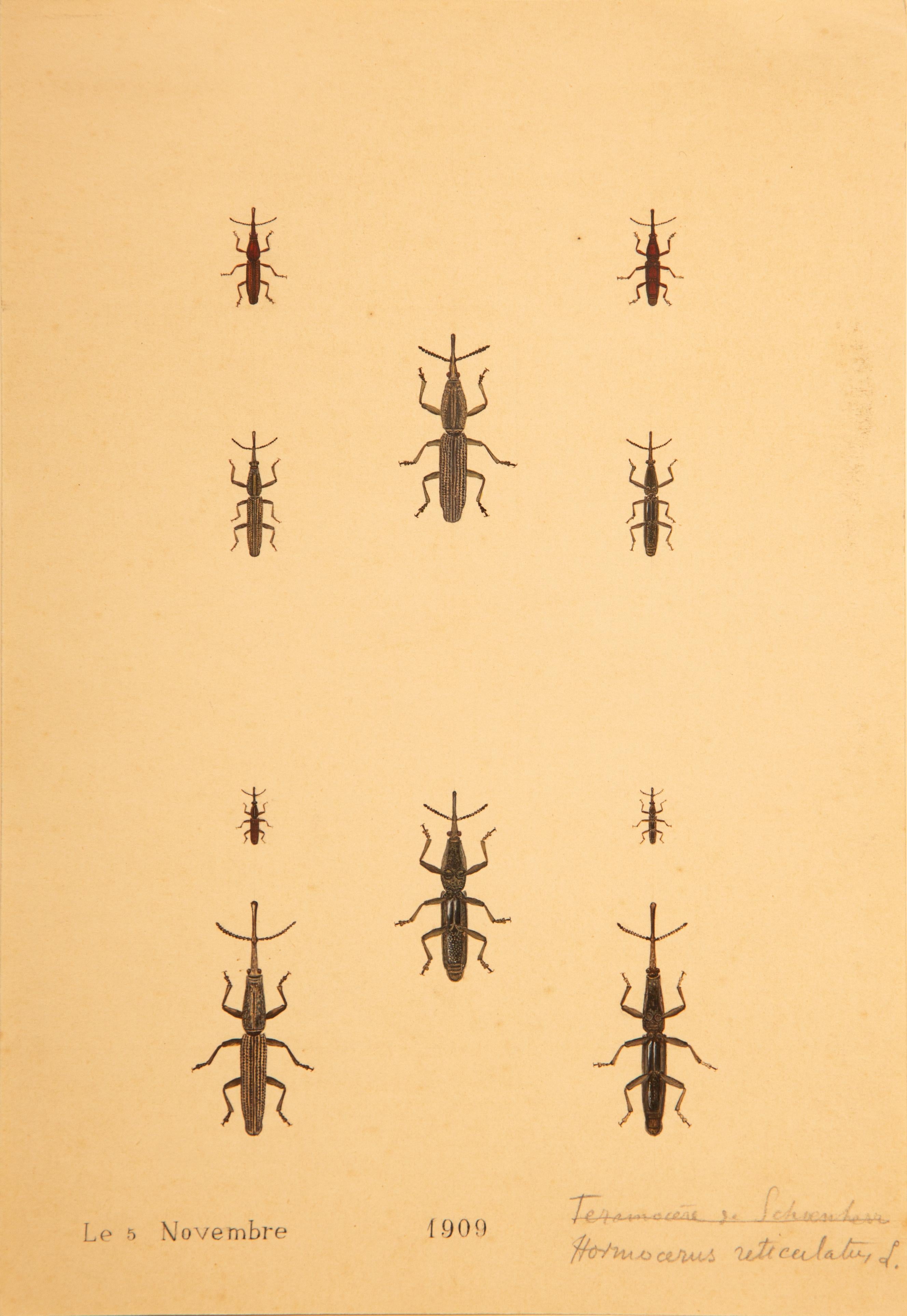 Gemälde, ungerahmte Sammlung, wissenschaftliche Illustrationen von verschiedenen Insekten im Angebot 3