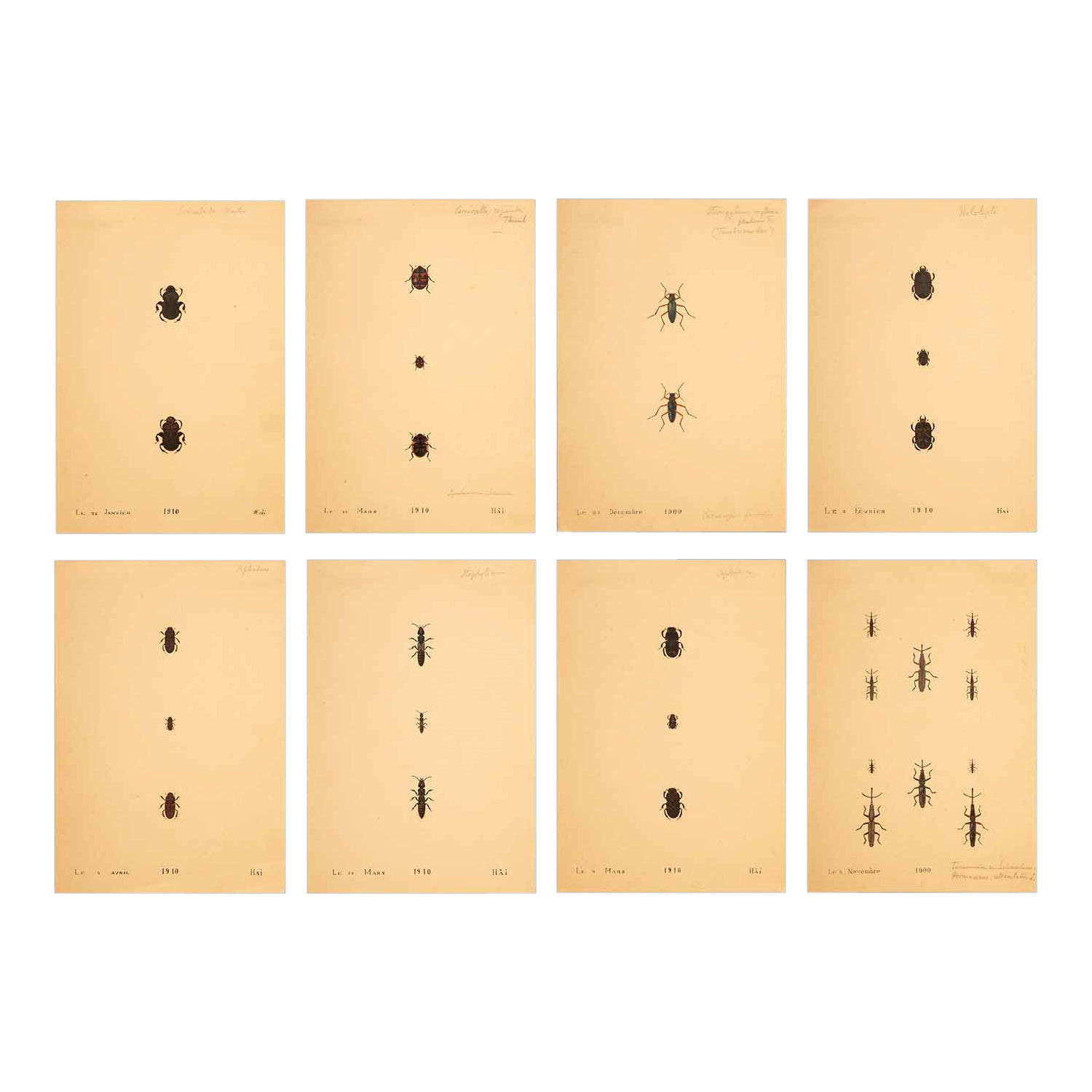Gemälde, ungerahmte Sammlung, wissenschaftliche Illustrationen von verschiedenen Insekten im Angebot