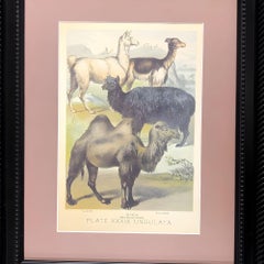 "Ungulates 39" Natural Sciences Lithograph by Georges Cuvier, Framed