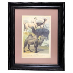 "Ungulates 39" Natural Sciences Lithograph by Georges Cuvier, Framed