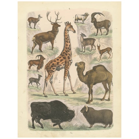 Ungulates Print: Giraffe, Camel, Bison & Antelope, Antique 1867