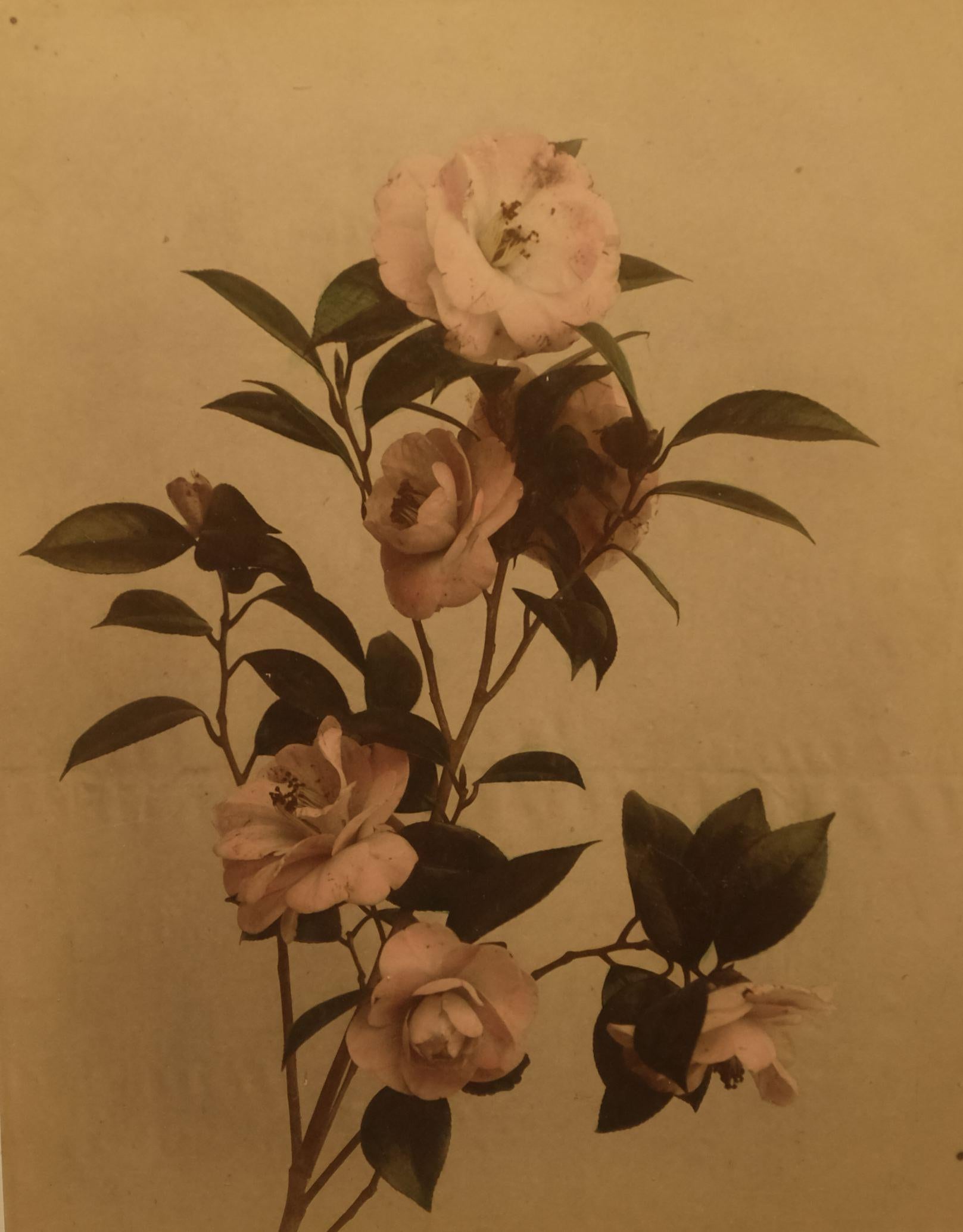 Camellia, c. 1880's - Mixed Media Art by Unidentified Photographer 