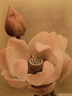 Lotus, c. 1880's