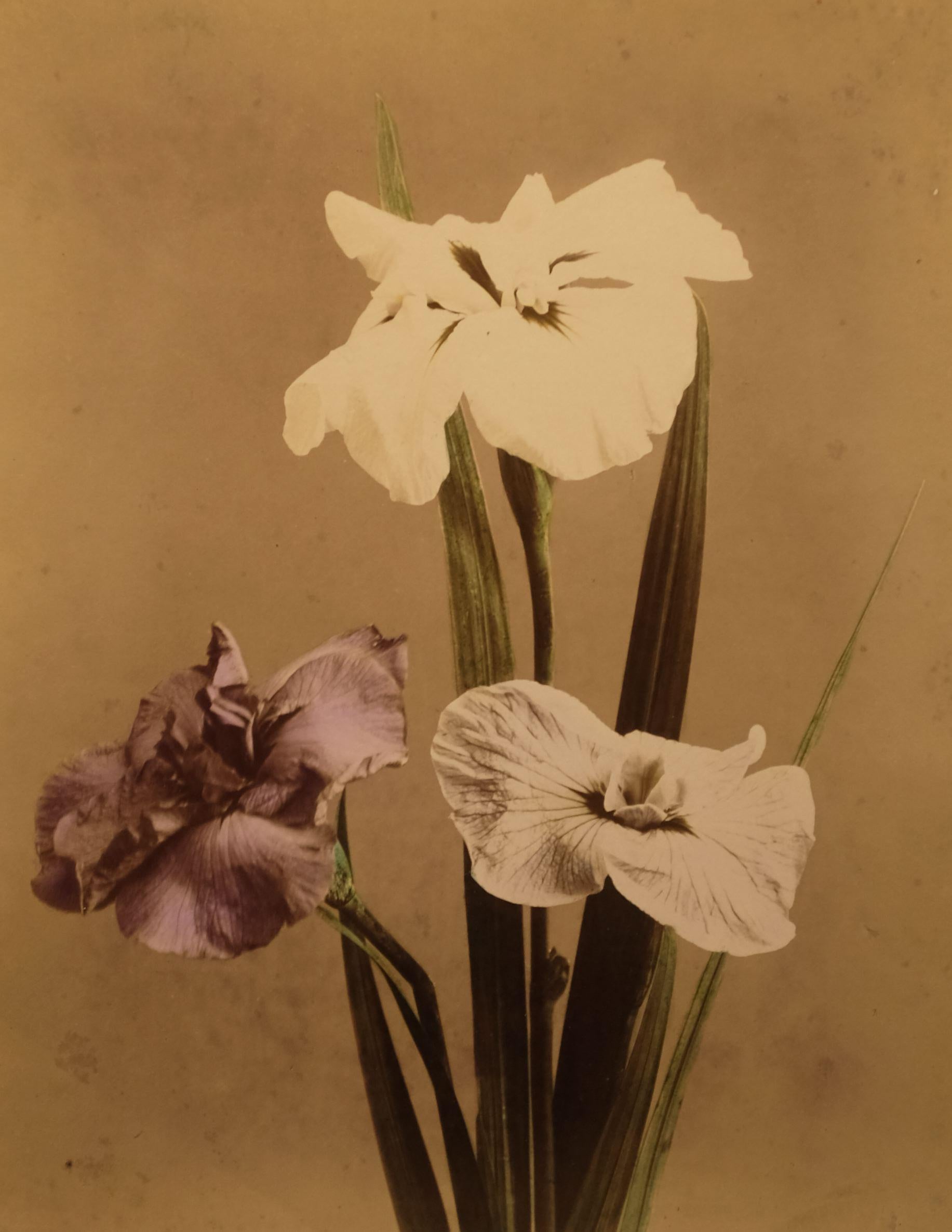 Unidentified Photographer  Color Photograph - Orchid (Miltonia), c. 1880's