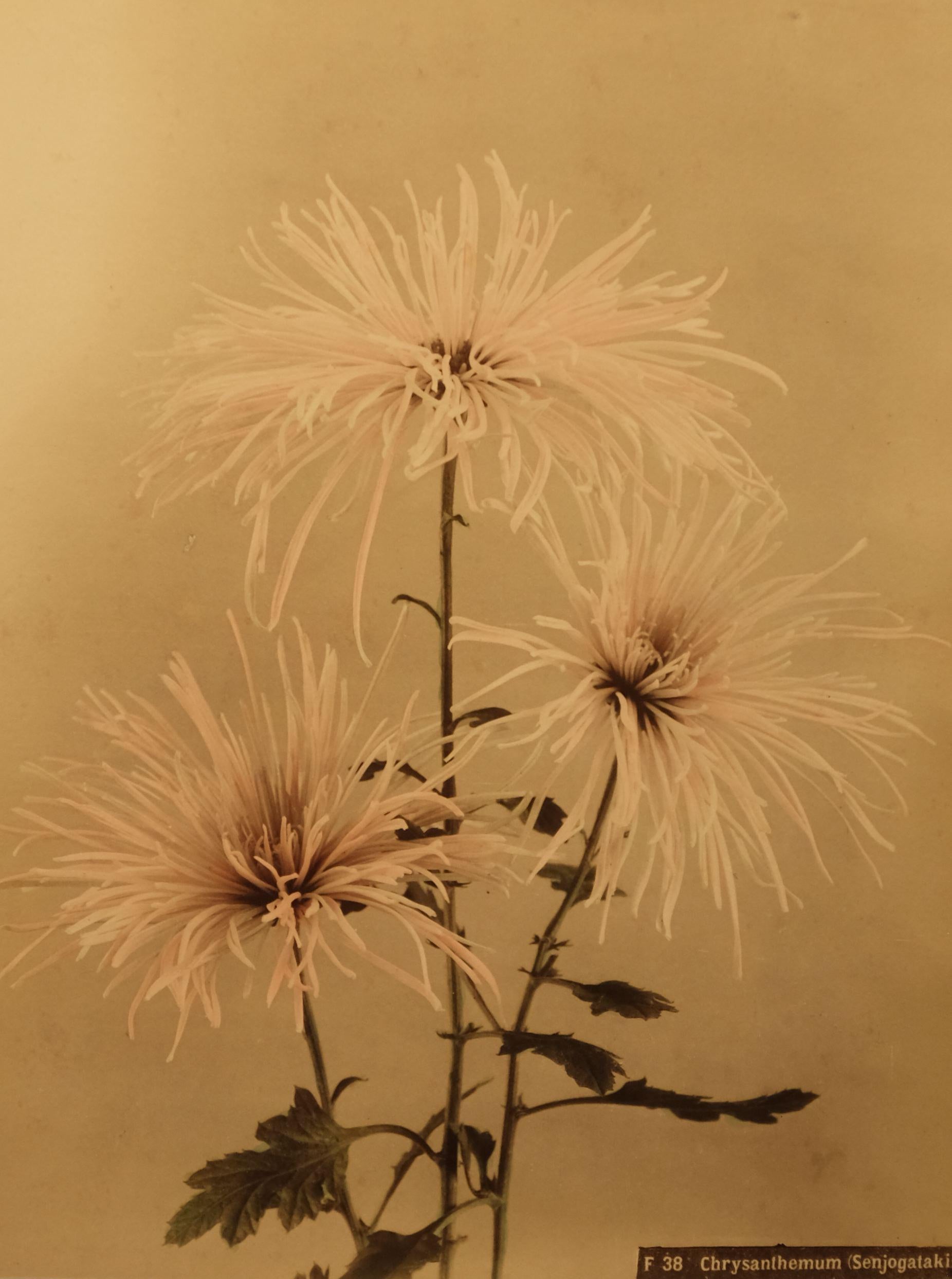 Chrysantheme (Senjogataki), ca. 1880er Jahre – Mixed Media Art von Unidentified Photographer