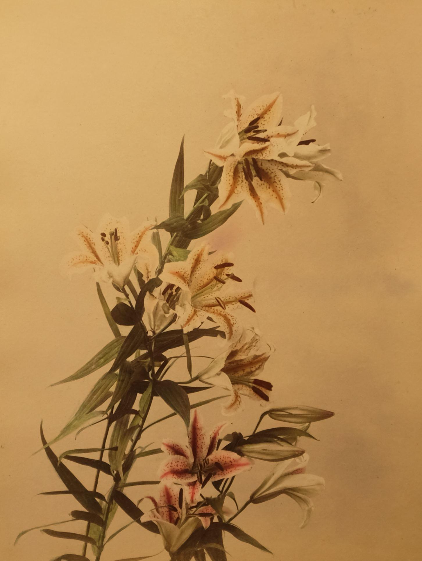 Tiger Lily, c. 1880's - Mixed Media Art by Unidentified Photographer
