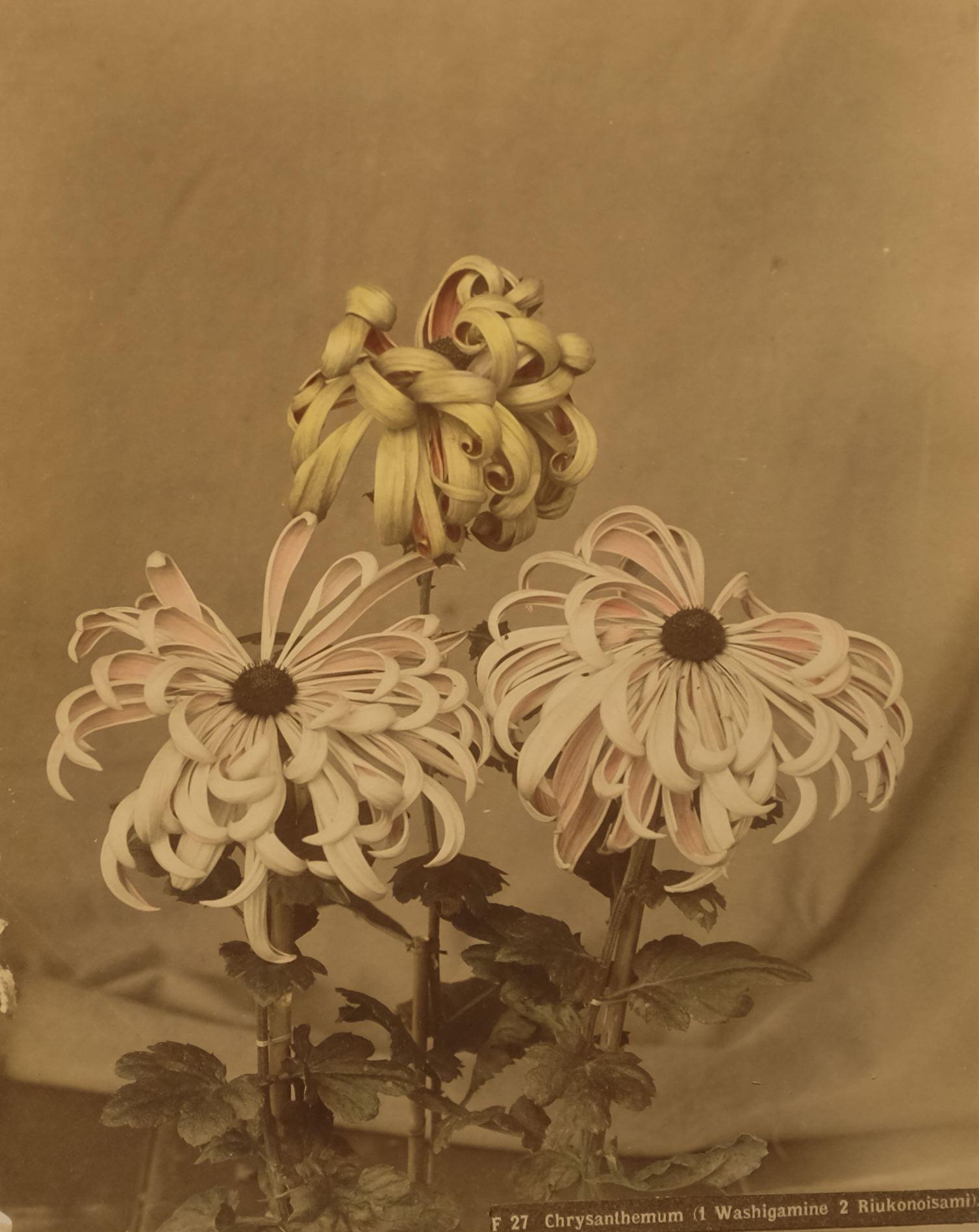 Color Photograph Unidentified Photographer - Chrysanthème (1 Washigamine 2 Riukonoisami), vers 1880
