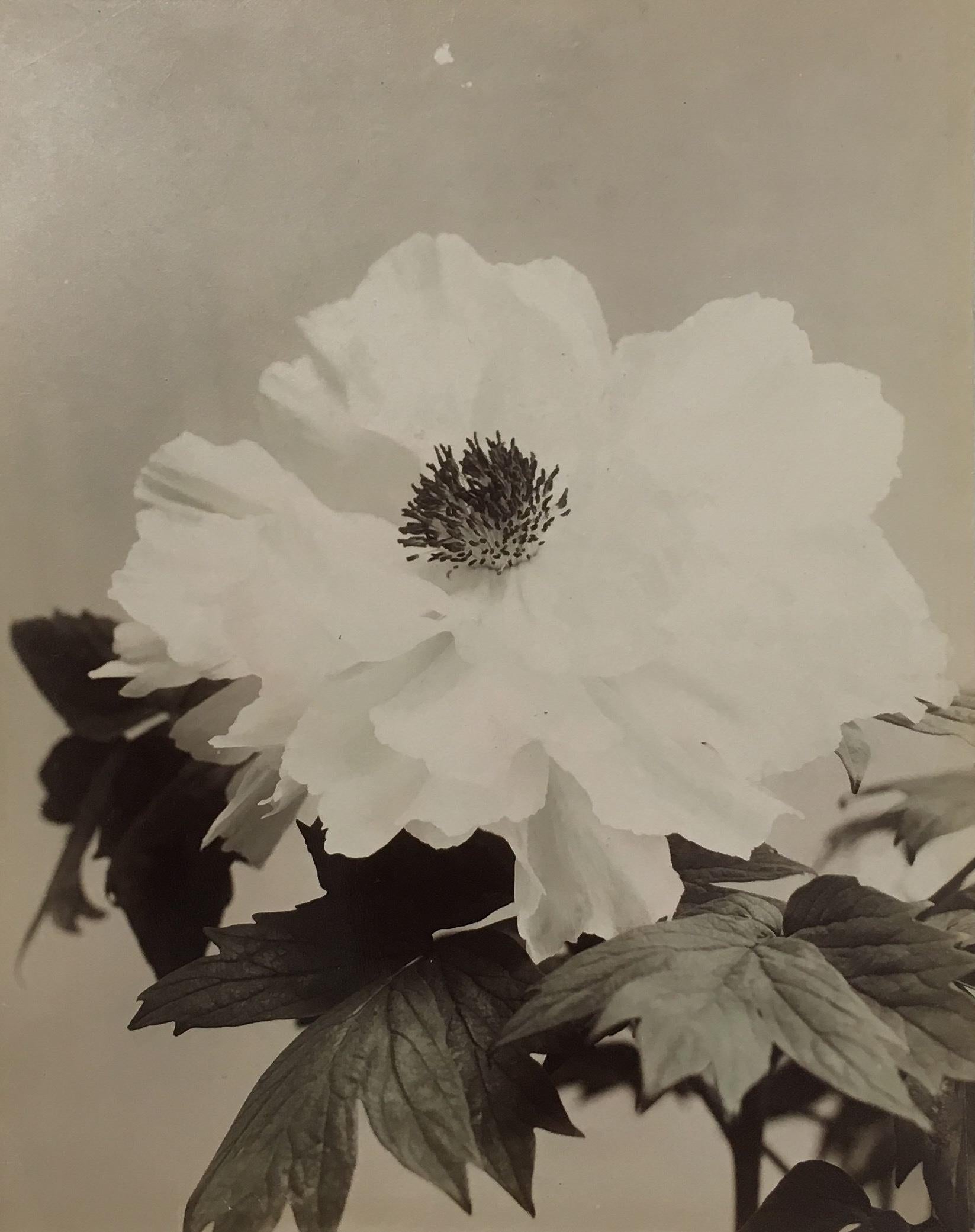 Unidentified Photographer Color Photograph - Untitled (Flower), c. 1880s