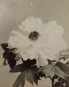 Antique Untitled (Flower), c. 1880s