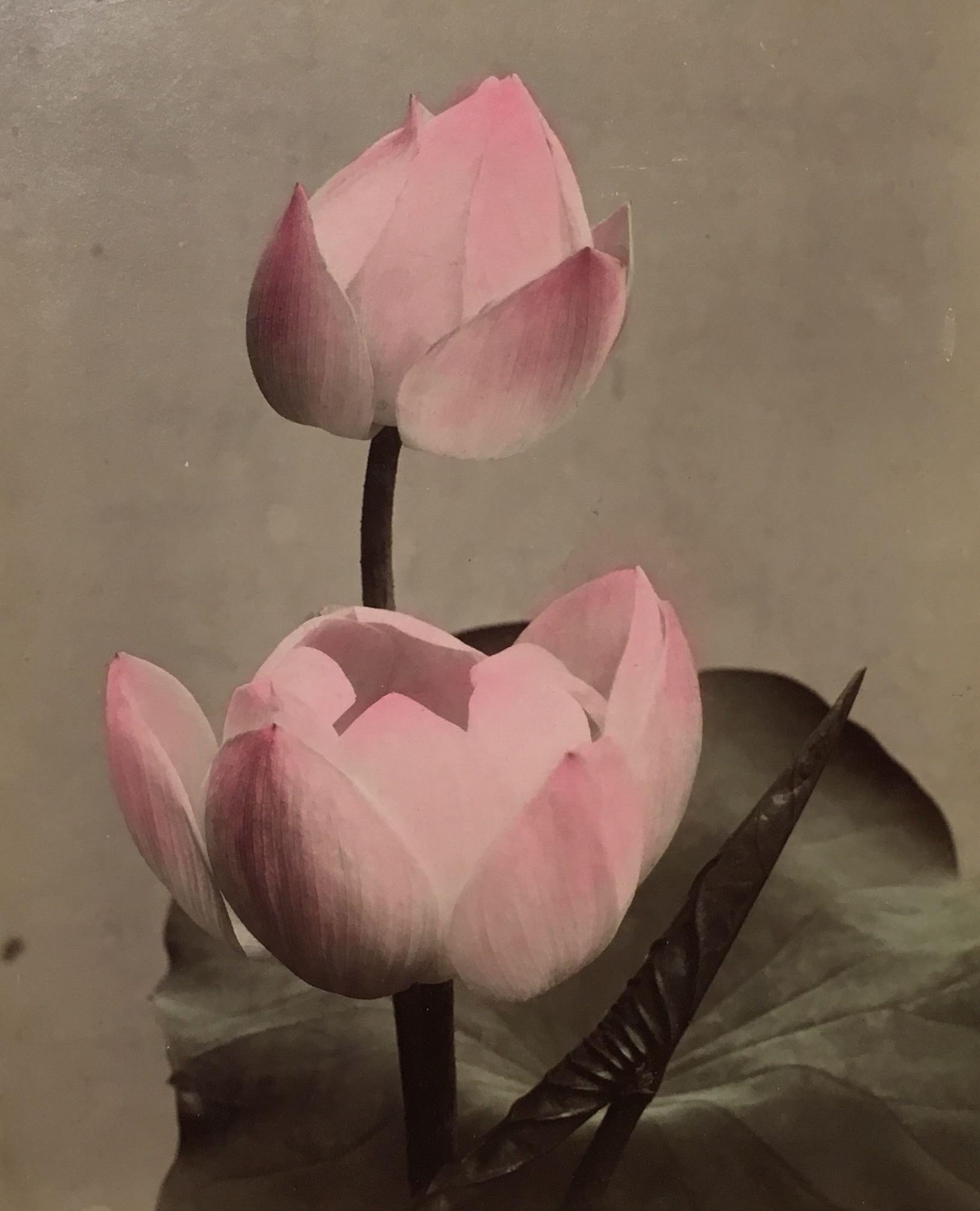 Unidentified Photographer Color Photograph - Untitled (Lotus Flower), c. 1880s