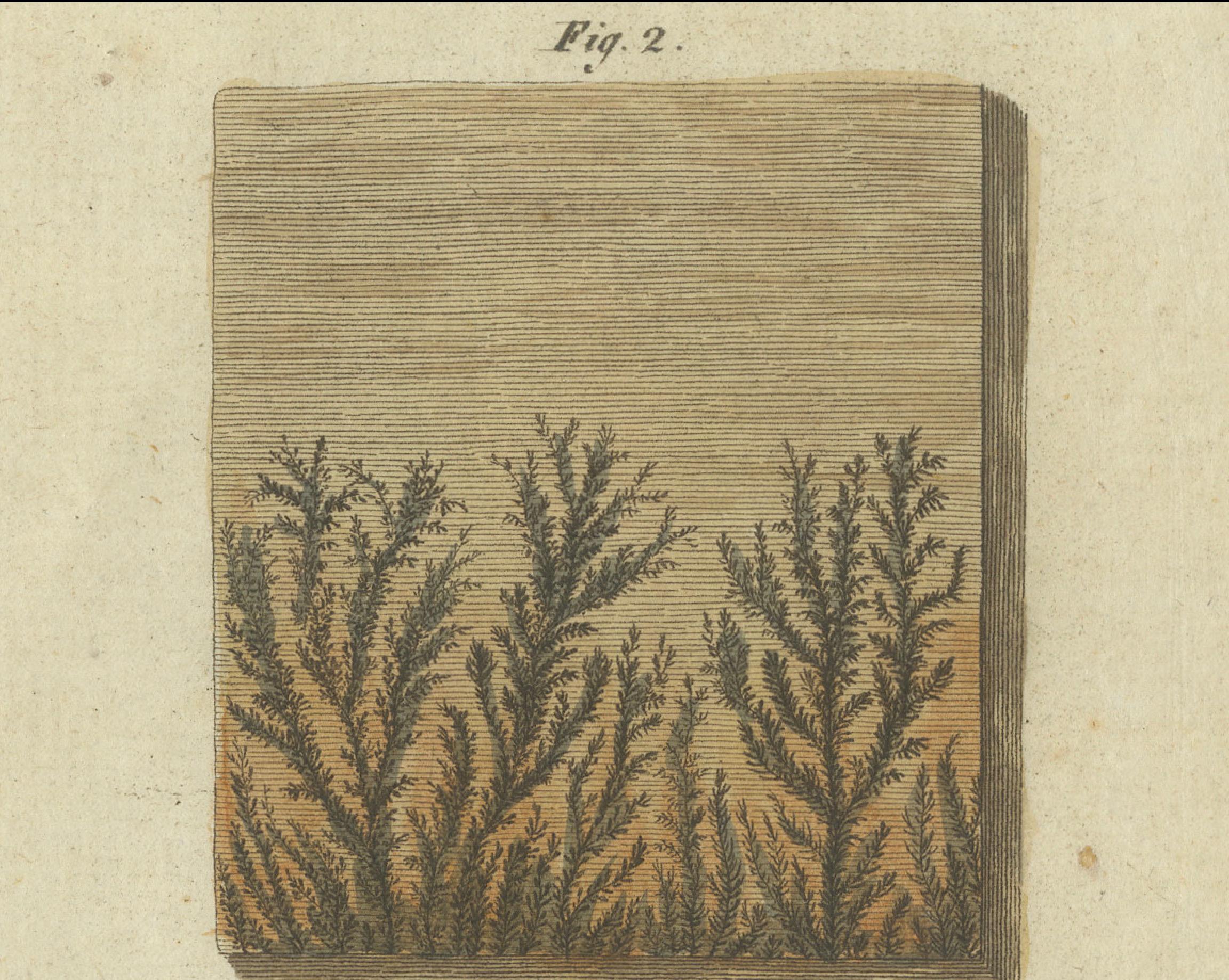 Unique 1805 Engraving of Fossilized Patterns and Geological Layers from Bertuch In Good Condition For Sale In Langweer, NL
