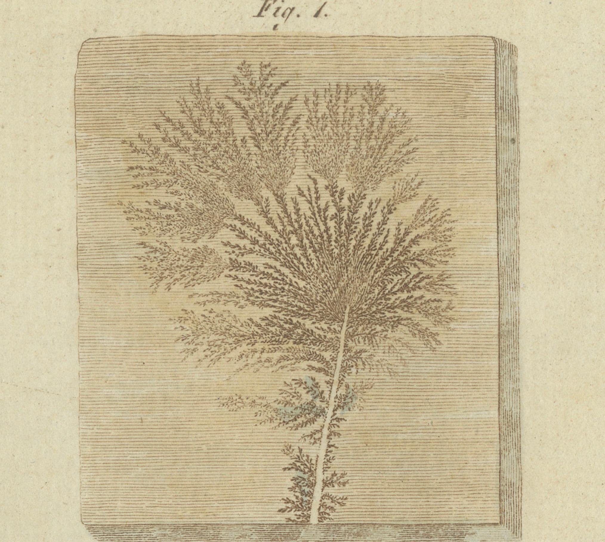 Early 19th Century Unique 1805 Engraving of Fossilized Patterns and Geological Layers from Bertuch For Sale
