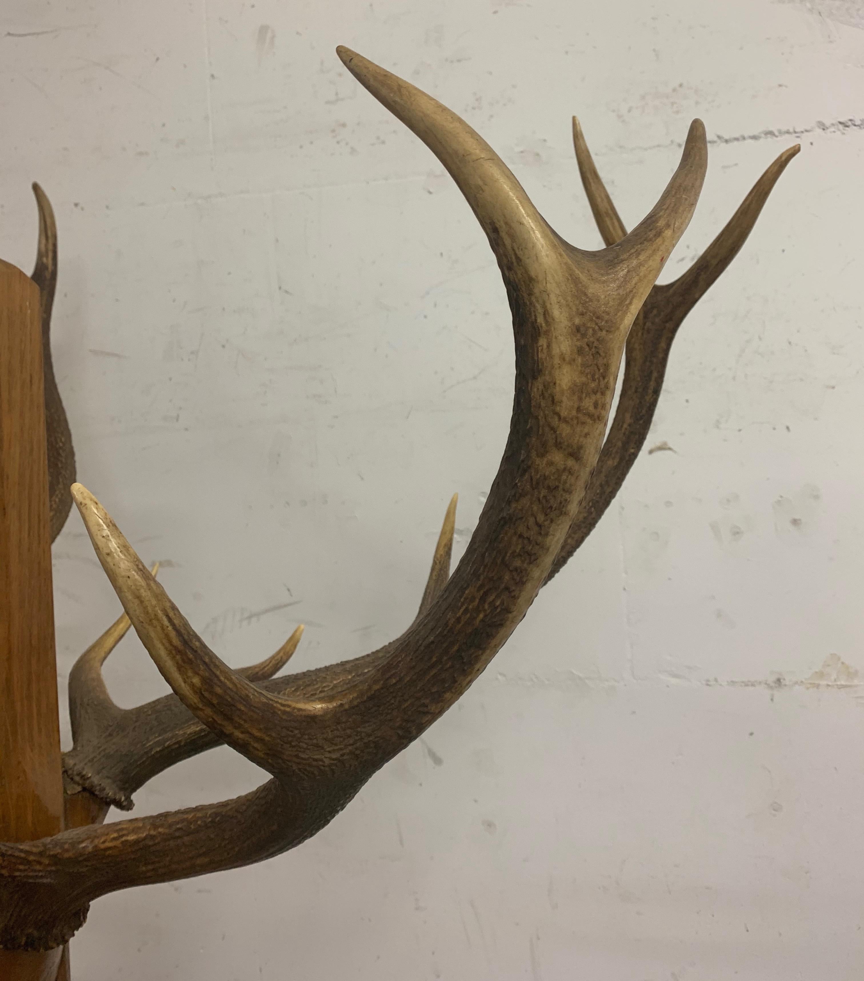 Unique and Antique Oak and Real Antlers Entry Hall Floor Coat Rack and Hat Stand In Good Condition In Lisse, NL
