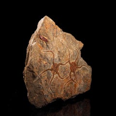 Unique Brittle Star Fossil Plate