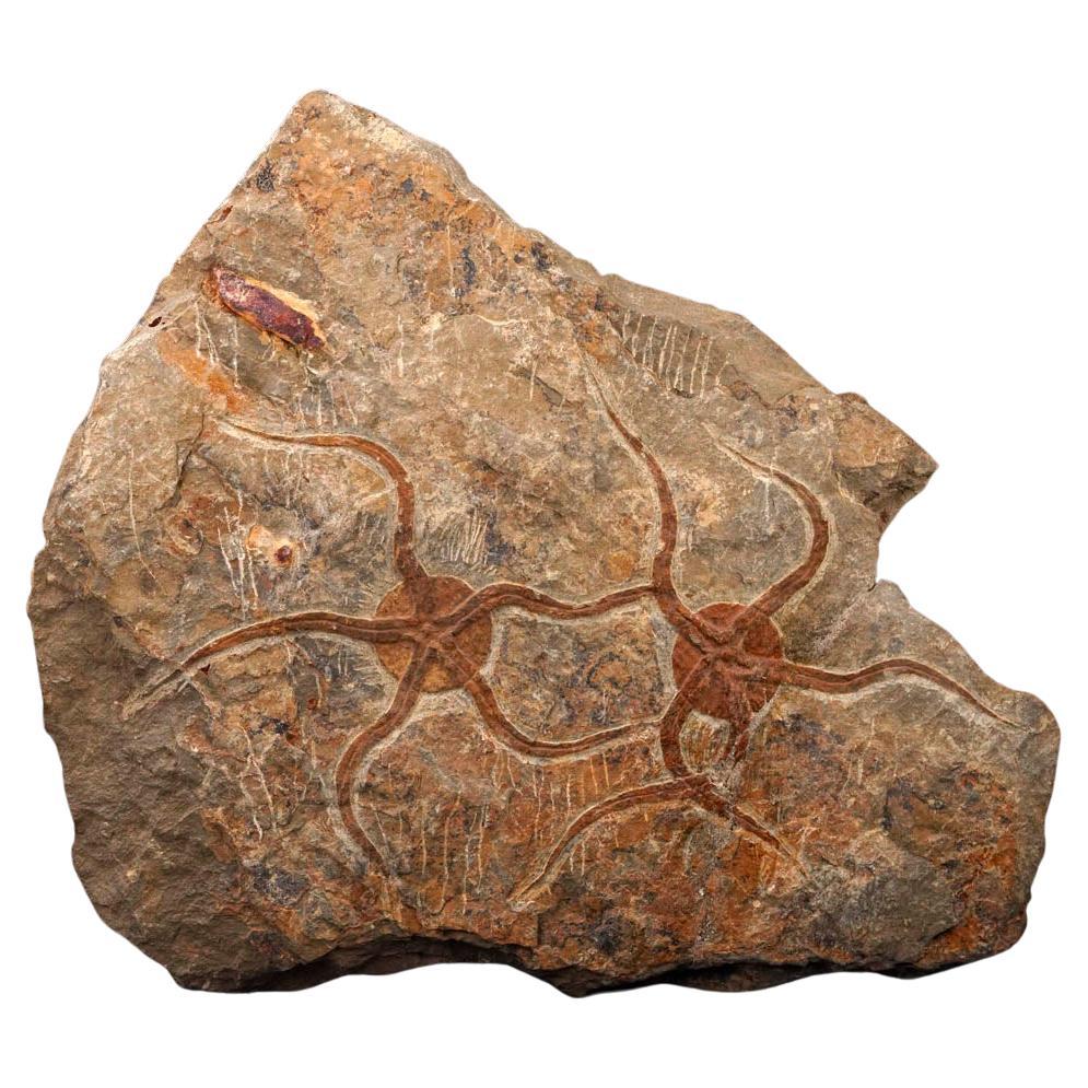 Unique Brittle Star Fossil Plate