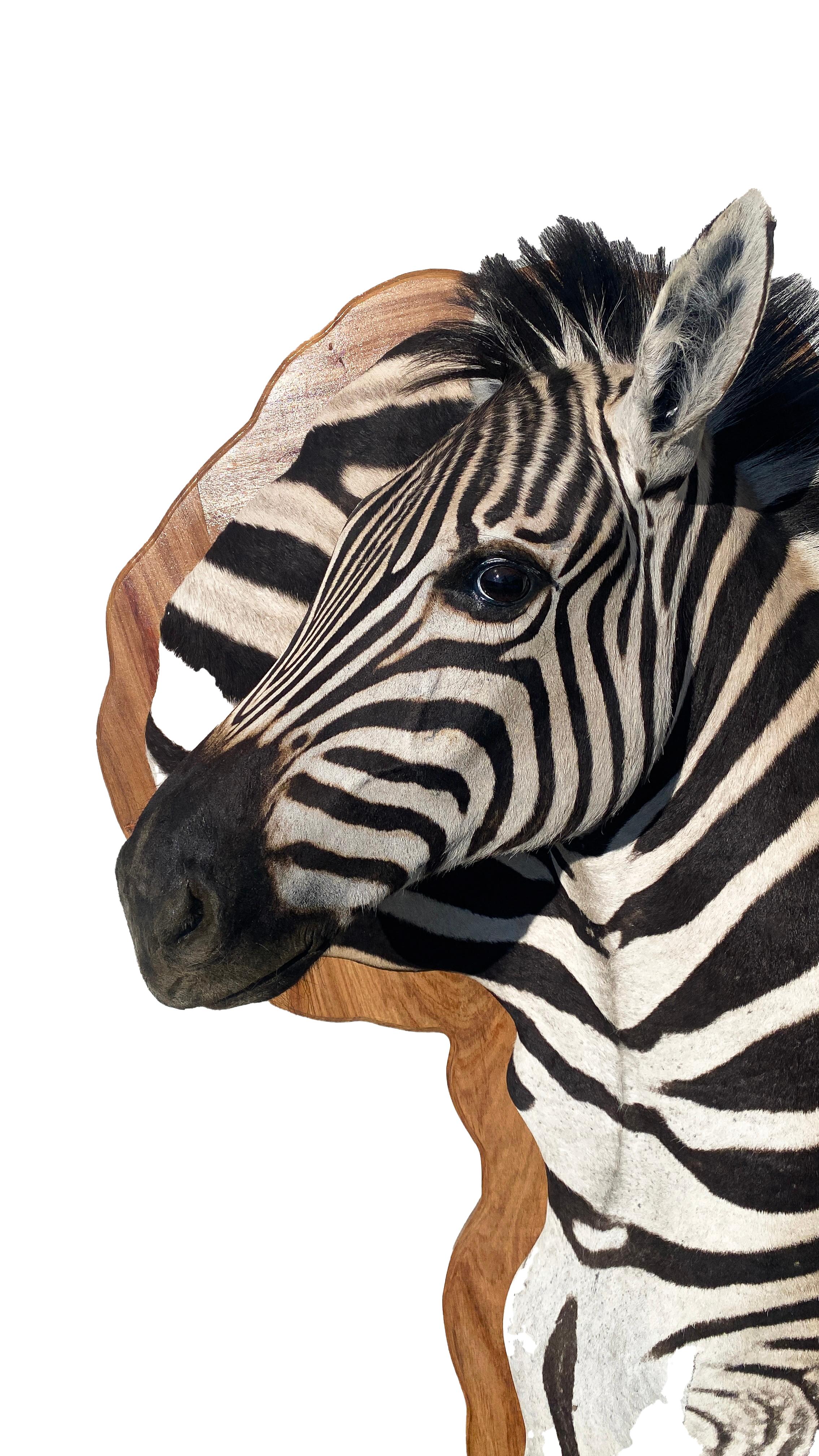 Unique Burchell Zebra Taxidermy Mount on Kiaat Wood Framed Art Africano en venta