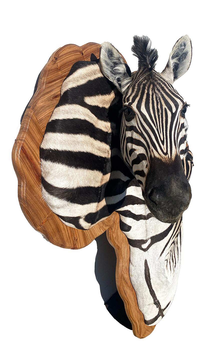 Unique Burchell Zebra Taxidermy Mount on Kiaat Wood Framed Art en Nuevo estado para la venta en Farmington, UT