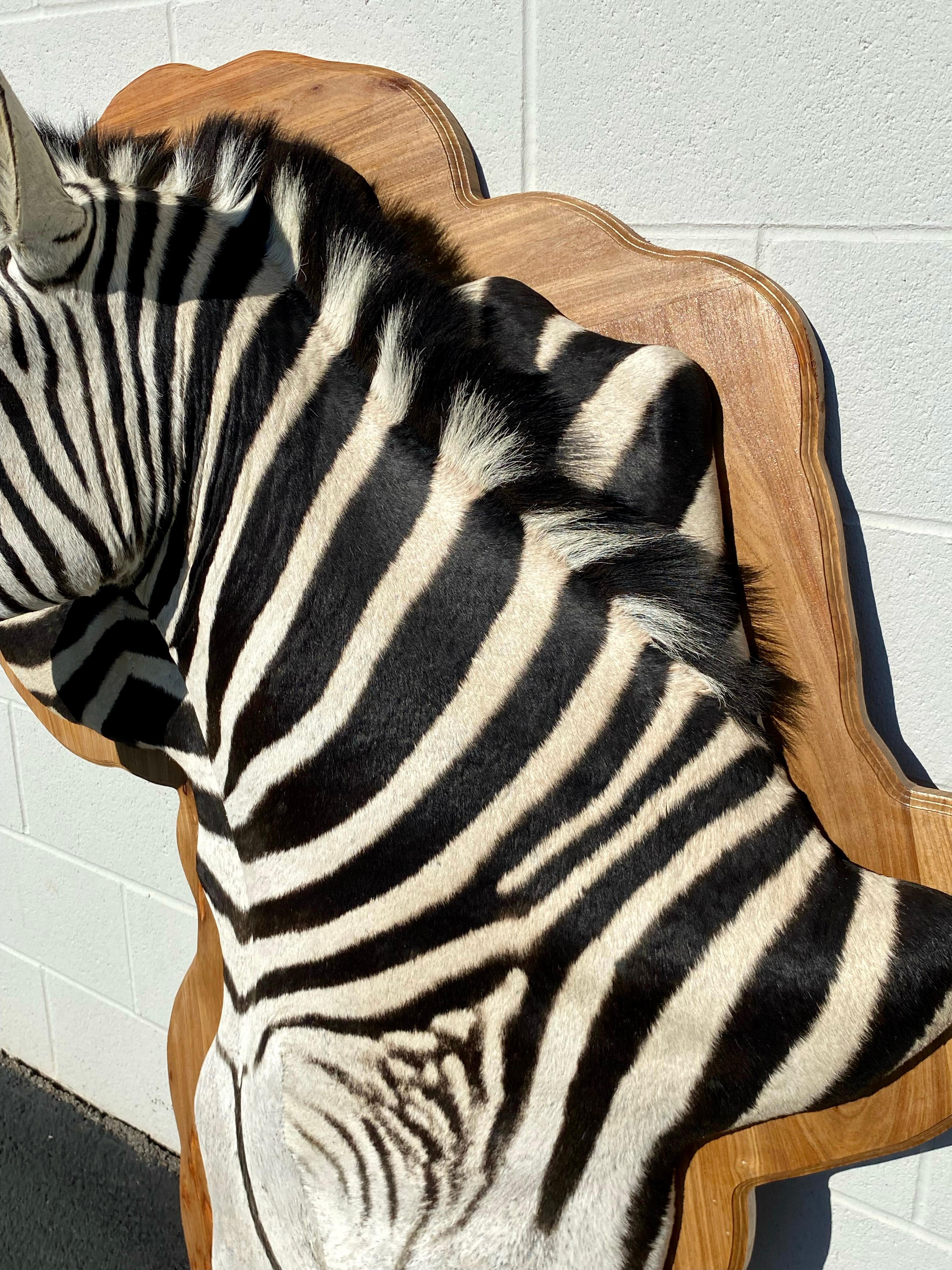Unique Burchell Zebra Taxidermy Mount on Kiaat Wood Framed Art Siglo XXI y contemporáneo en venta