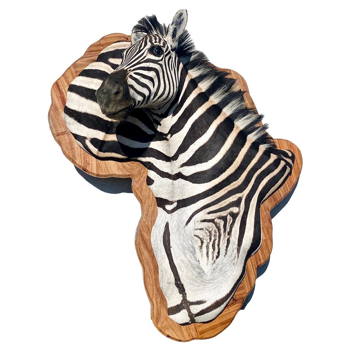 Unique Burchell Zebra Taxidermy Mount on Kiaat Wood Framed Art