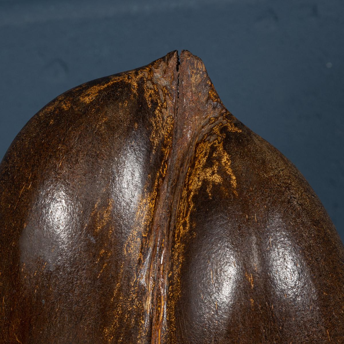 Unique Coco-De-Mer Nut, Mounted by Anthony Redmile, London, circa 1970 5