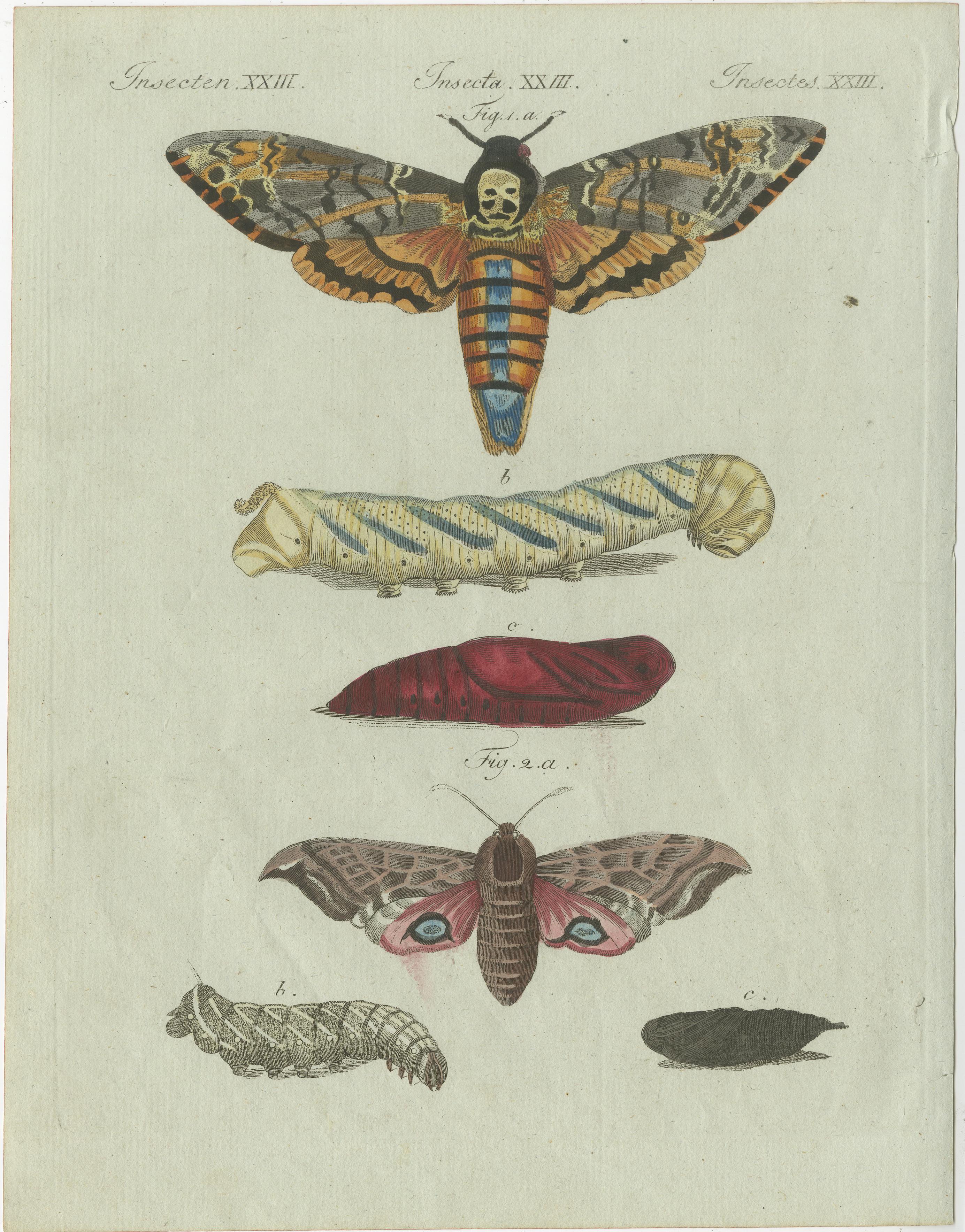 Hand-Colored 18th Century Butterfly Prints by J.B. Schmutzer - Circa 1775-1790

These beautifully hand-colored engravings, created by J.B. Schmutzer in the late 18th century (circa 1775-1790), depict various stages of butterfly life, including