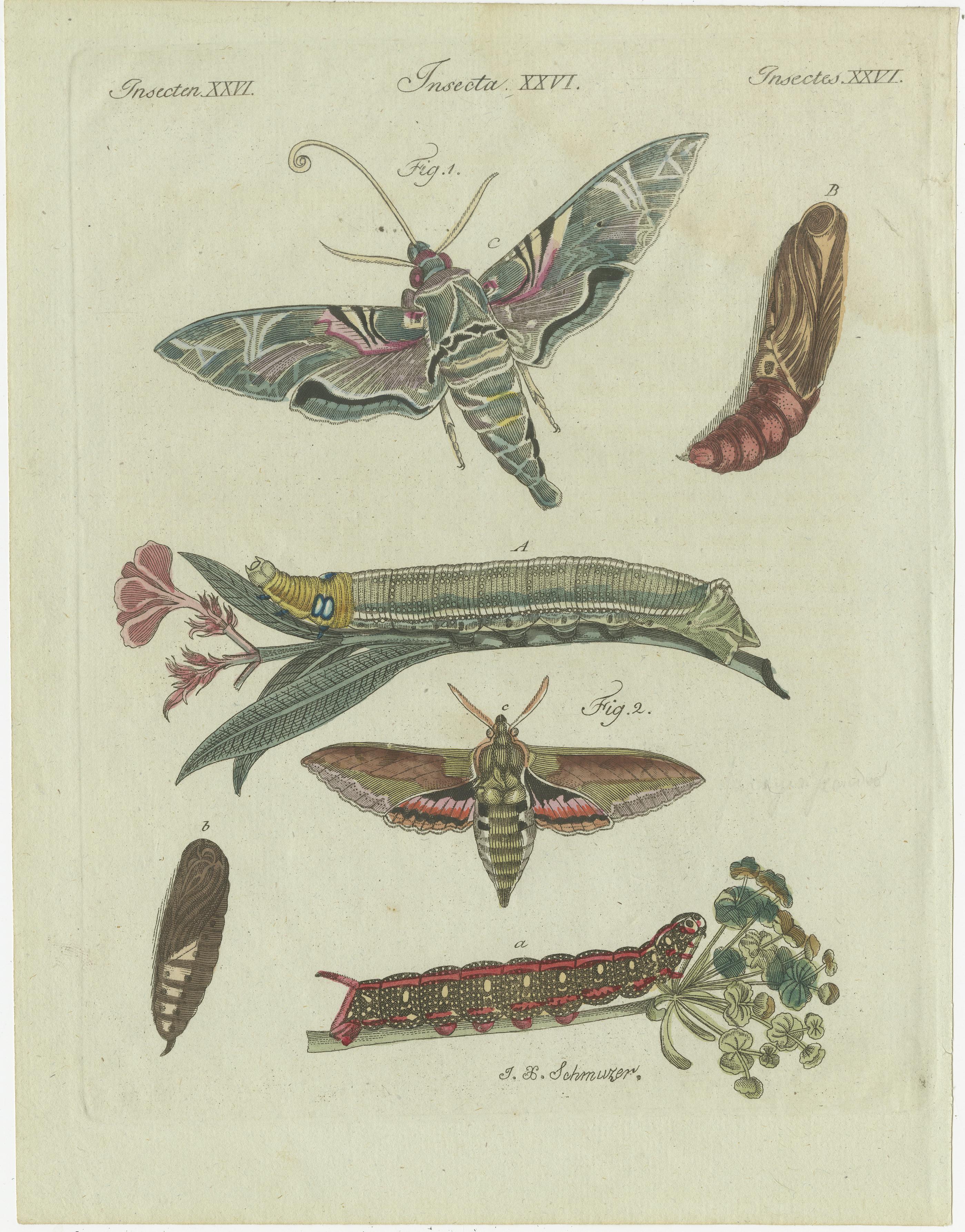 Engraved Unique Entomology Study - Hand-Colored Butterfly Prints Published in ca.1780 For Sale
