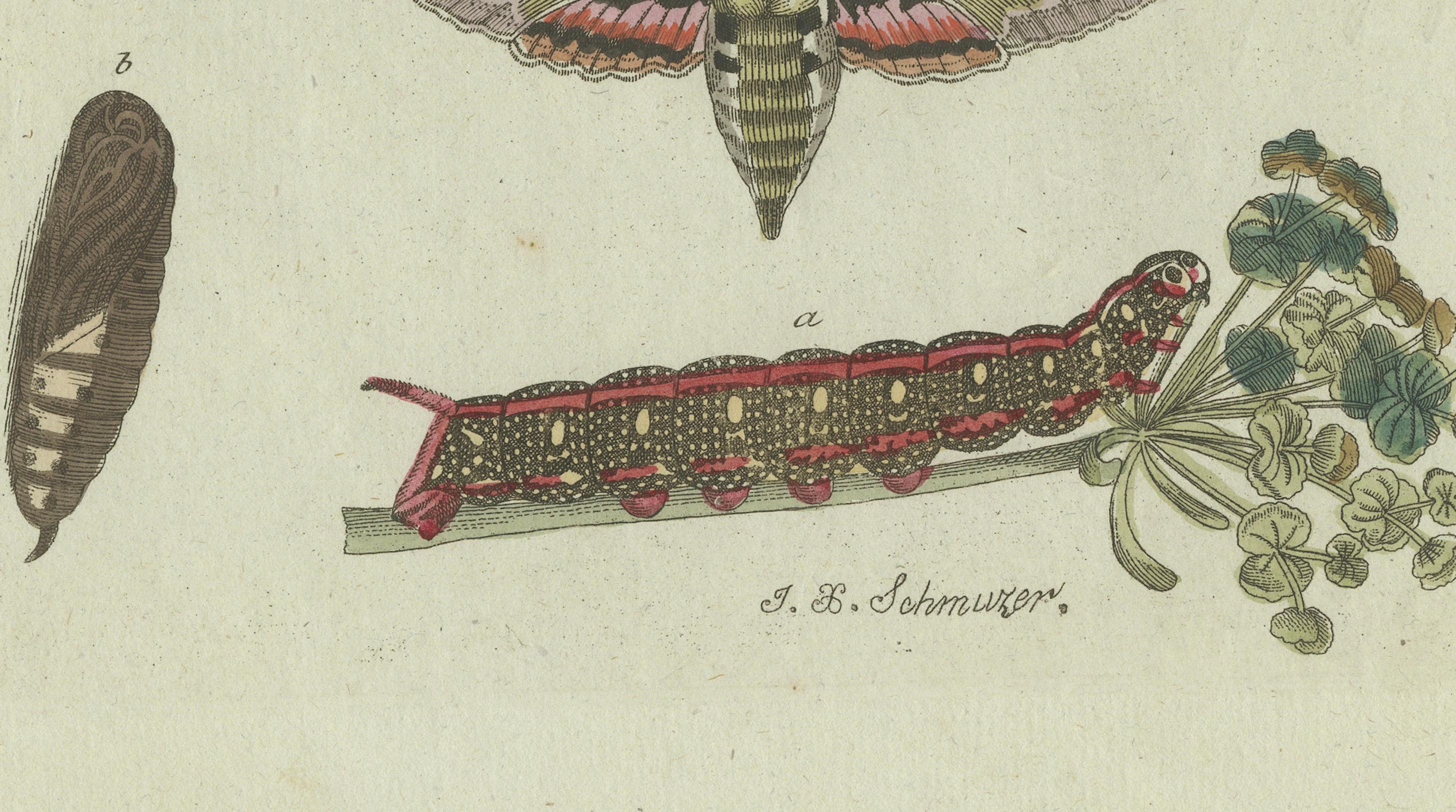 Unique Entomology Study - Hand-Colored Butterfly Prints Published in ca.1780 In Good Condition For Sale In Langweer, NL
