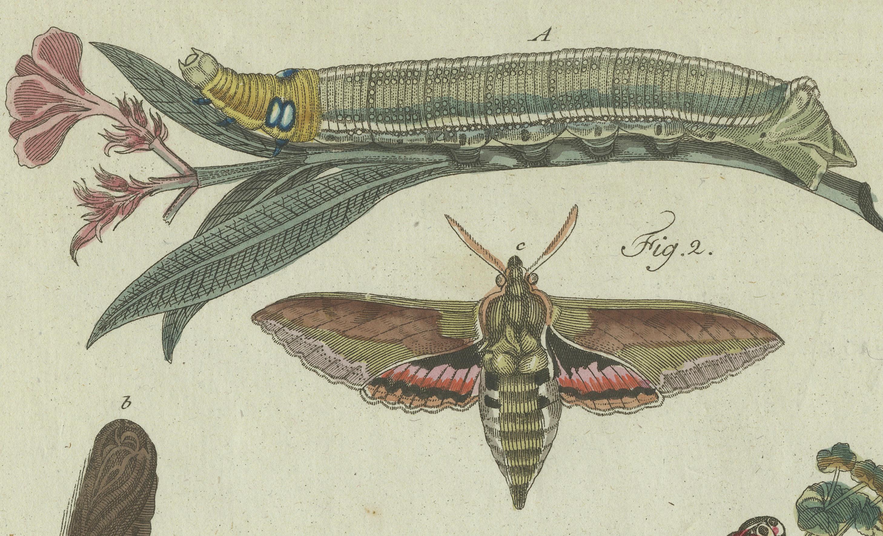Late 18th Century Unique Entomology Study - Hand-Colored Butterfly Prints Published in ca.1780 For Sale