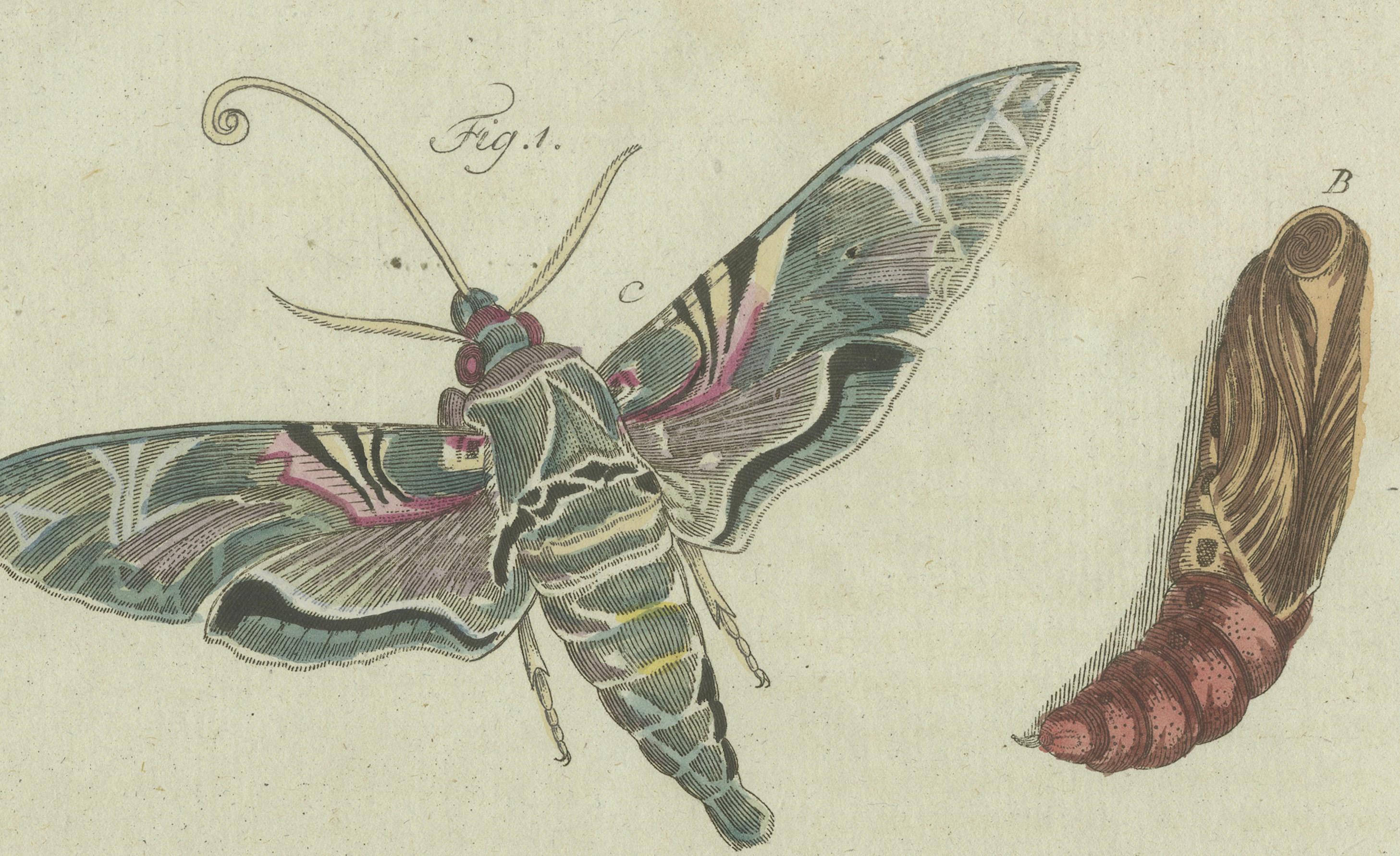 Paper Unique Entomology Study - Hand-Colored Butterfly Prints Published in ca.1780 For Sale