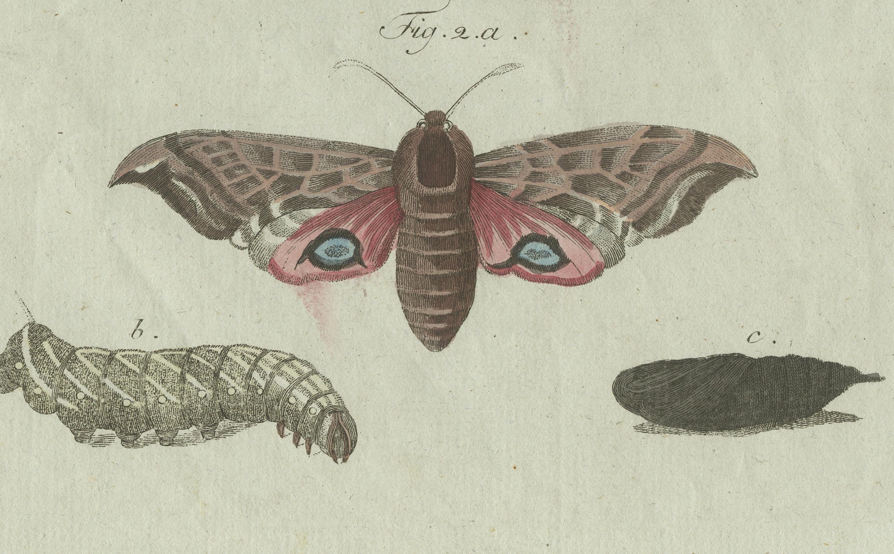 Unique Entomology Study - Hand-Colored Butterfly Prints Published in ca.1780 For Sale 1