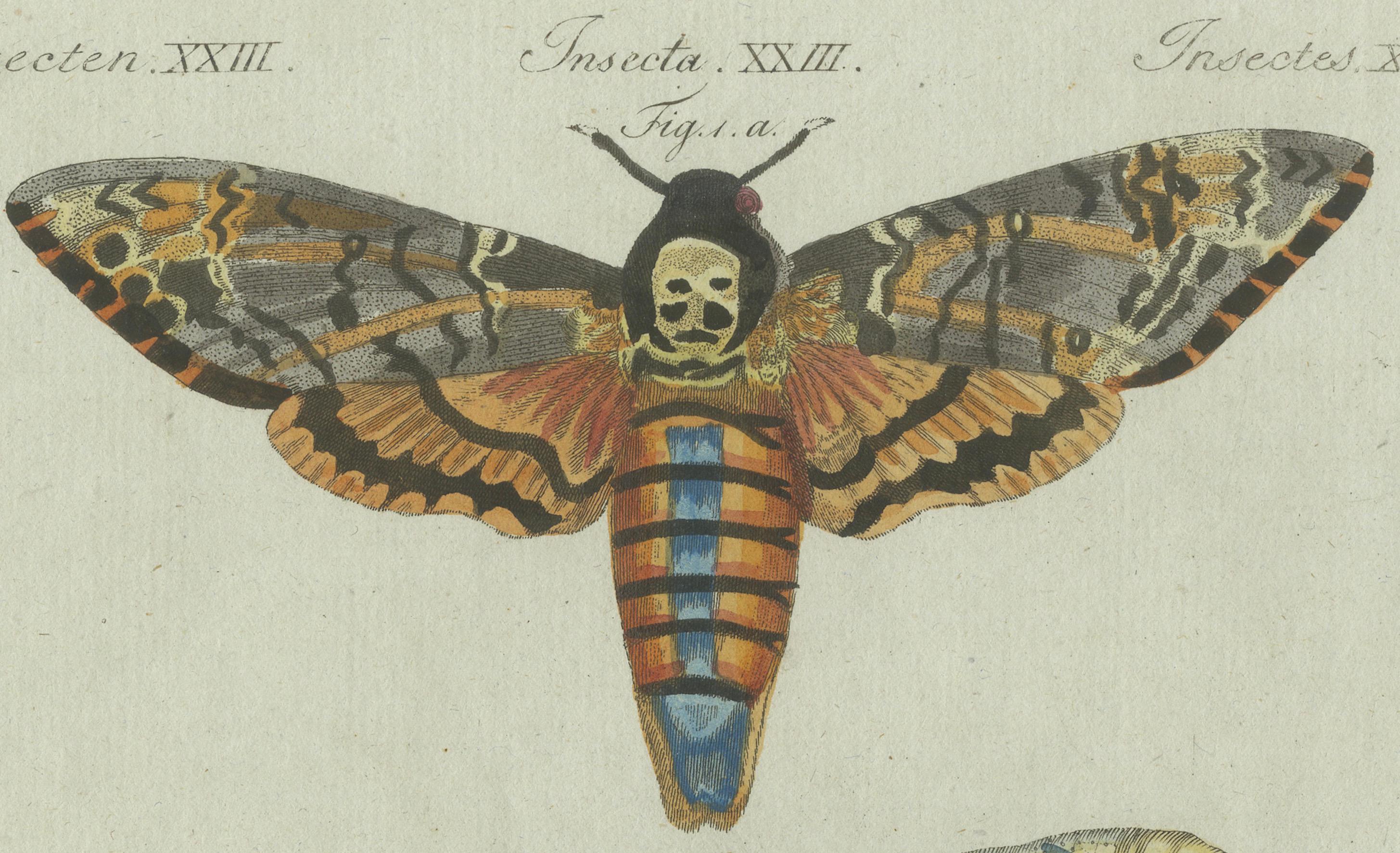 Unique Entomology Study - Hand-Colored Butterfly Prints Published in ca.1780 For Sale 2