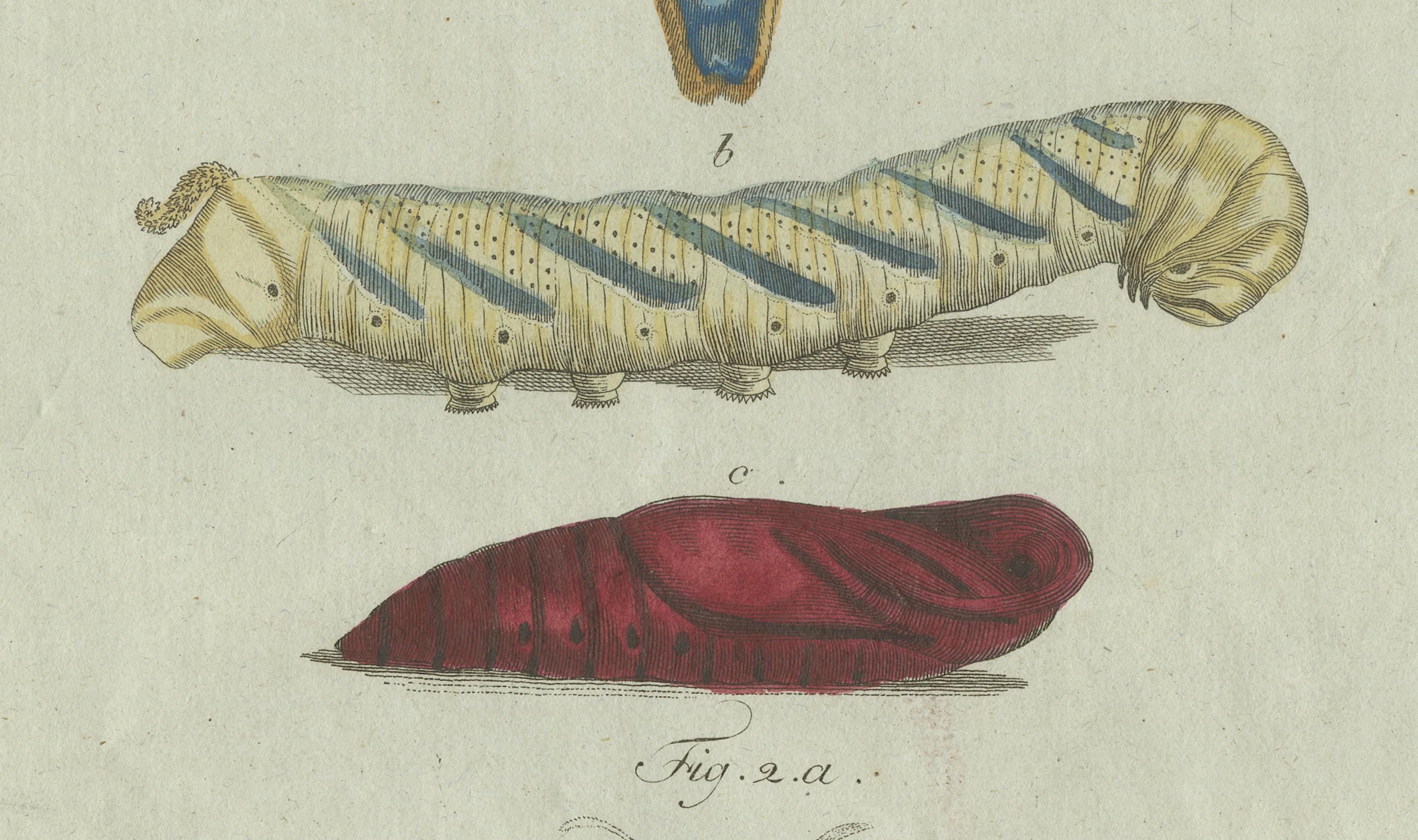 Unique Entomology Study - Hand-Colored Butterfly Prints Published in ca.1780 For Sale 3
