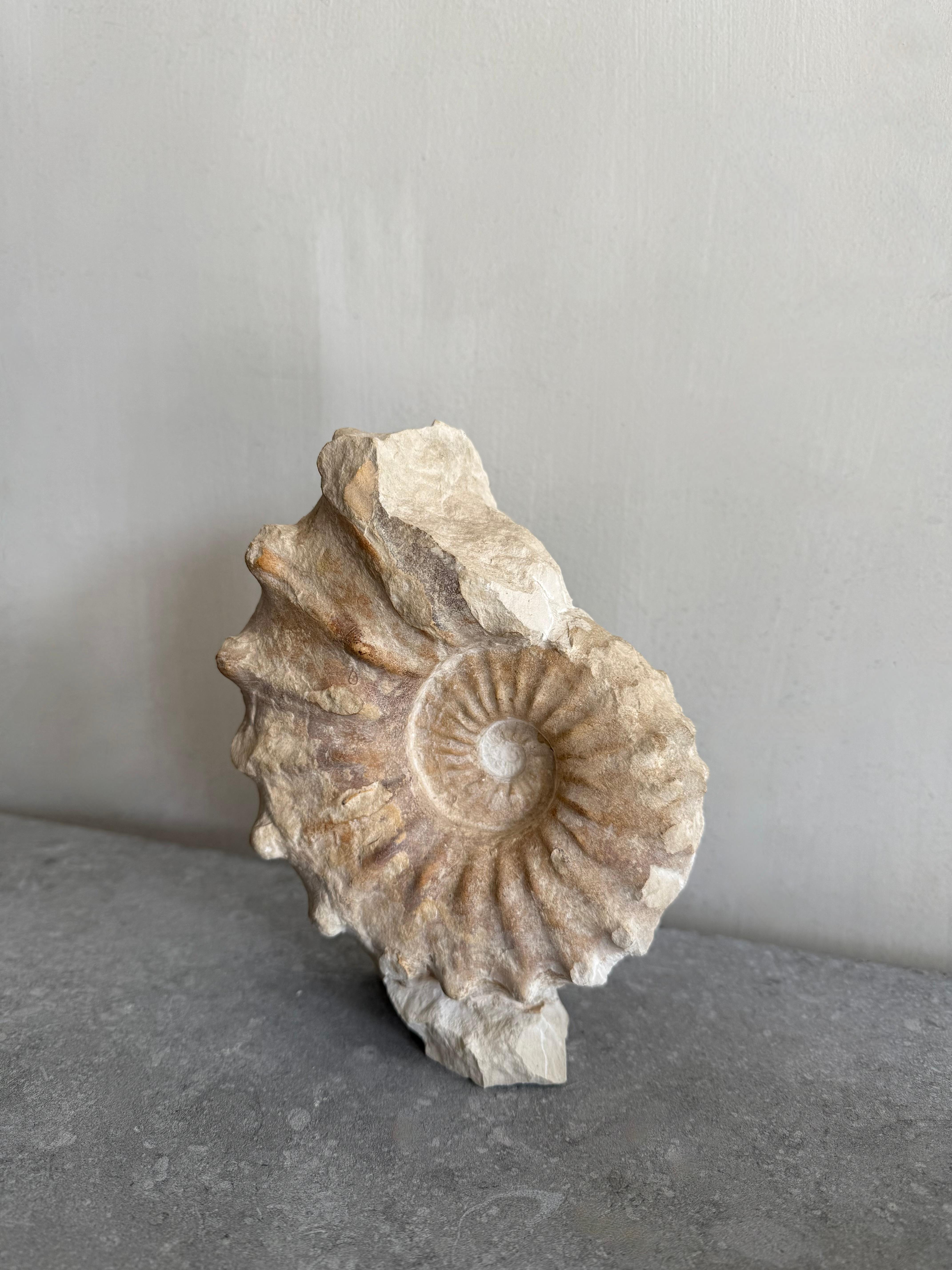 Unique Free-standing Ammonite Fossil For Sale 3
