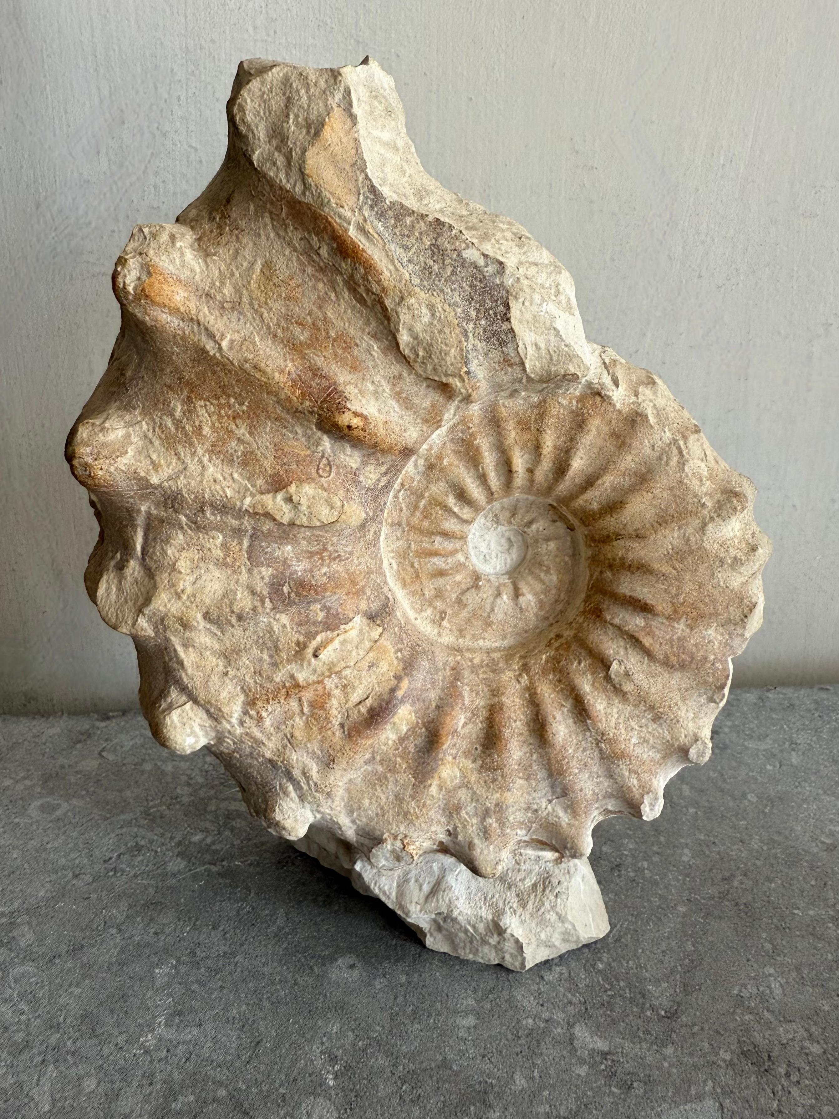 Ammonites from Madagascar are the fossilized shells of extinct squid that lived 65 to 110 million years ago. These fossils are found worldwide, but Madagascar is a well-known source for many specimens, including those from the Jurassic and