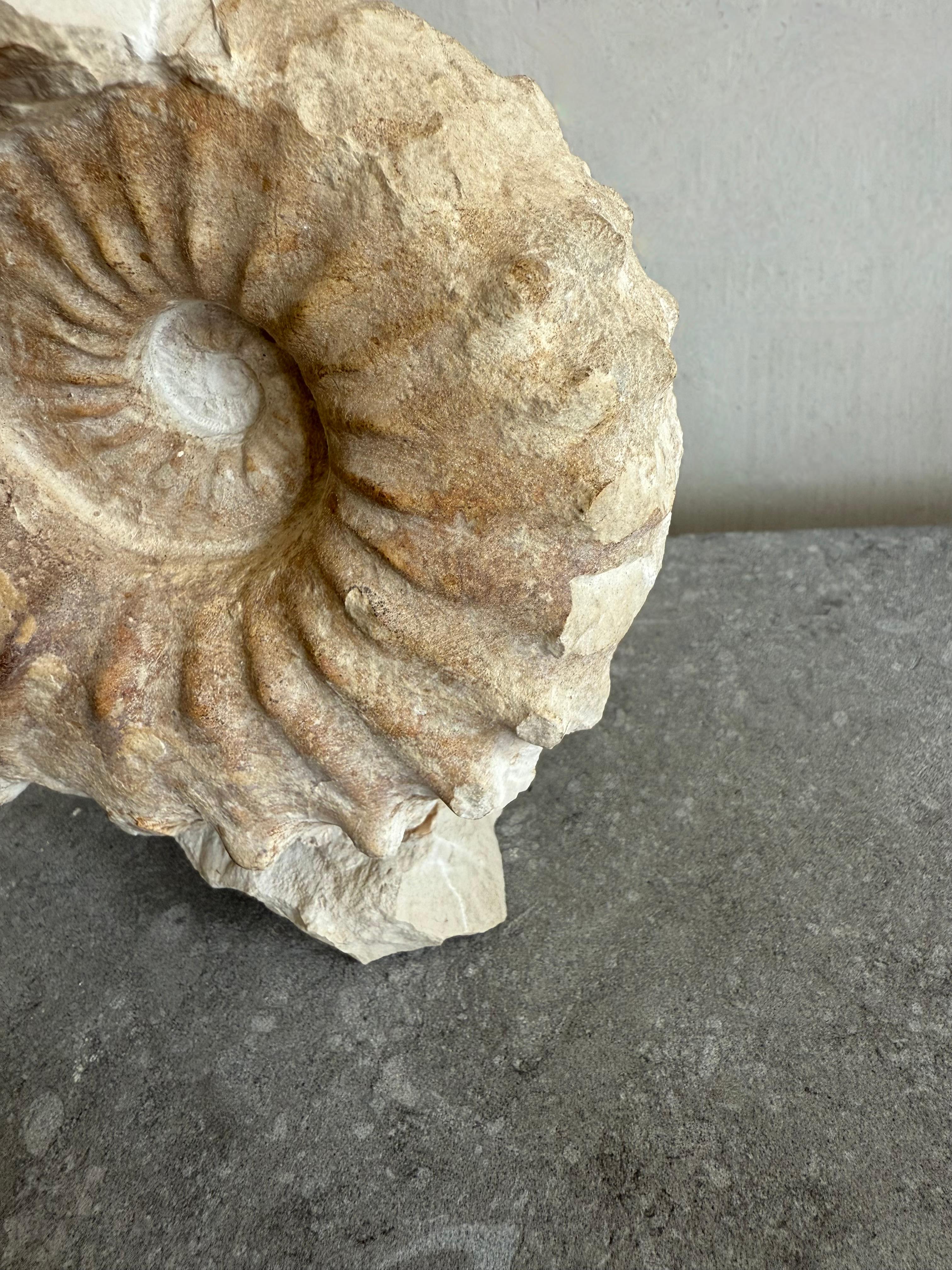 Primitive Unique Free-standing Ammonite Fossil For Sale