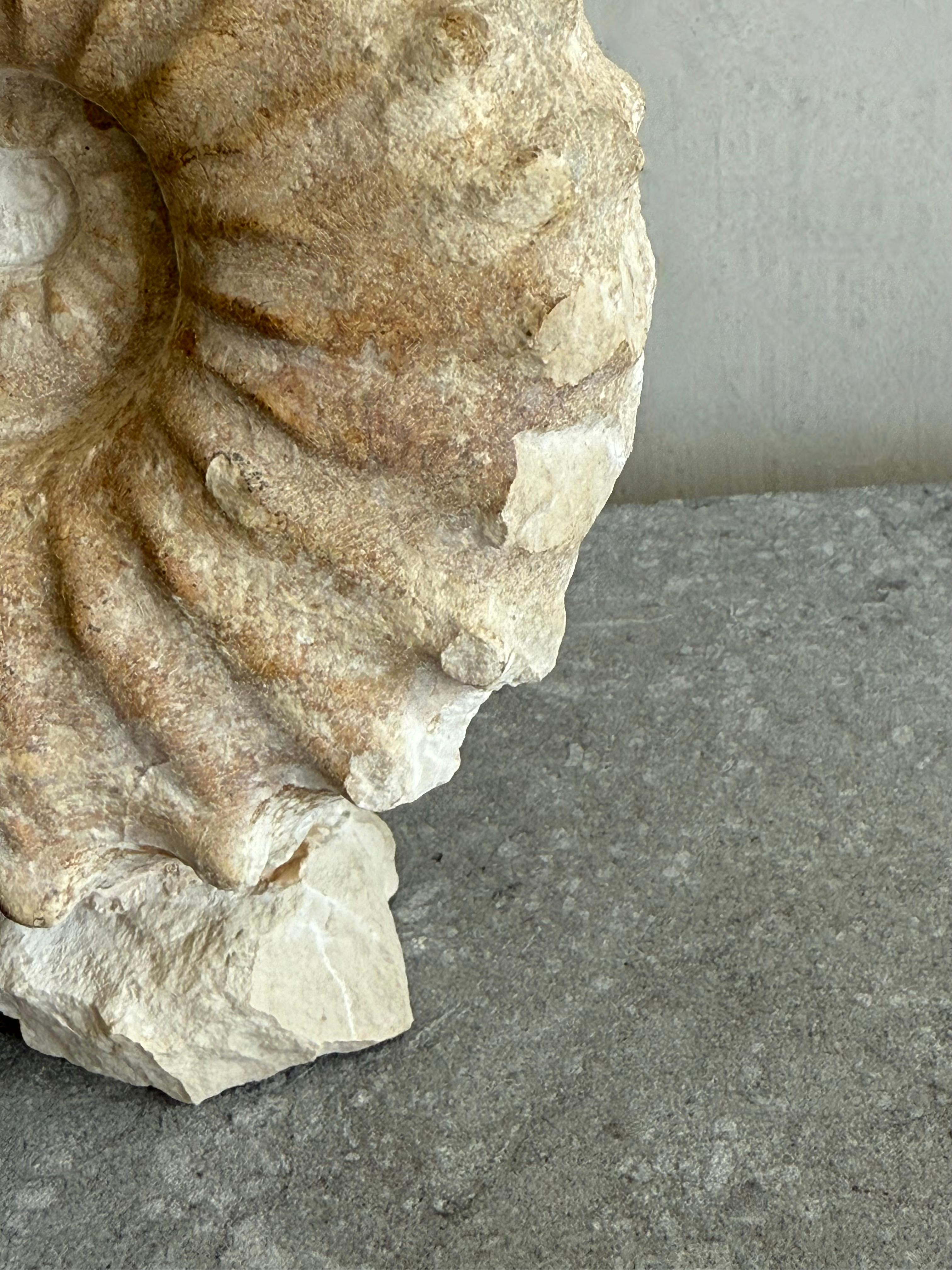 Unique Free-standing Ammonite Fossil In Good Condition For Sale In Nijlen, BE