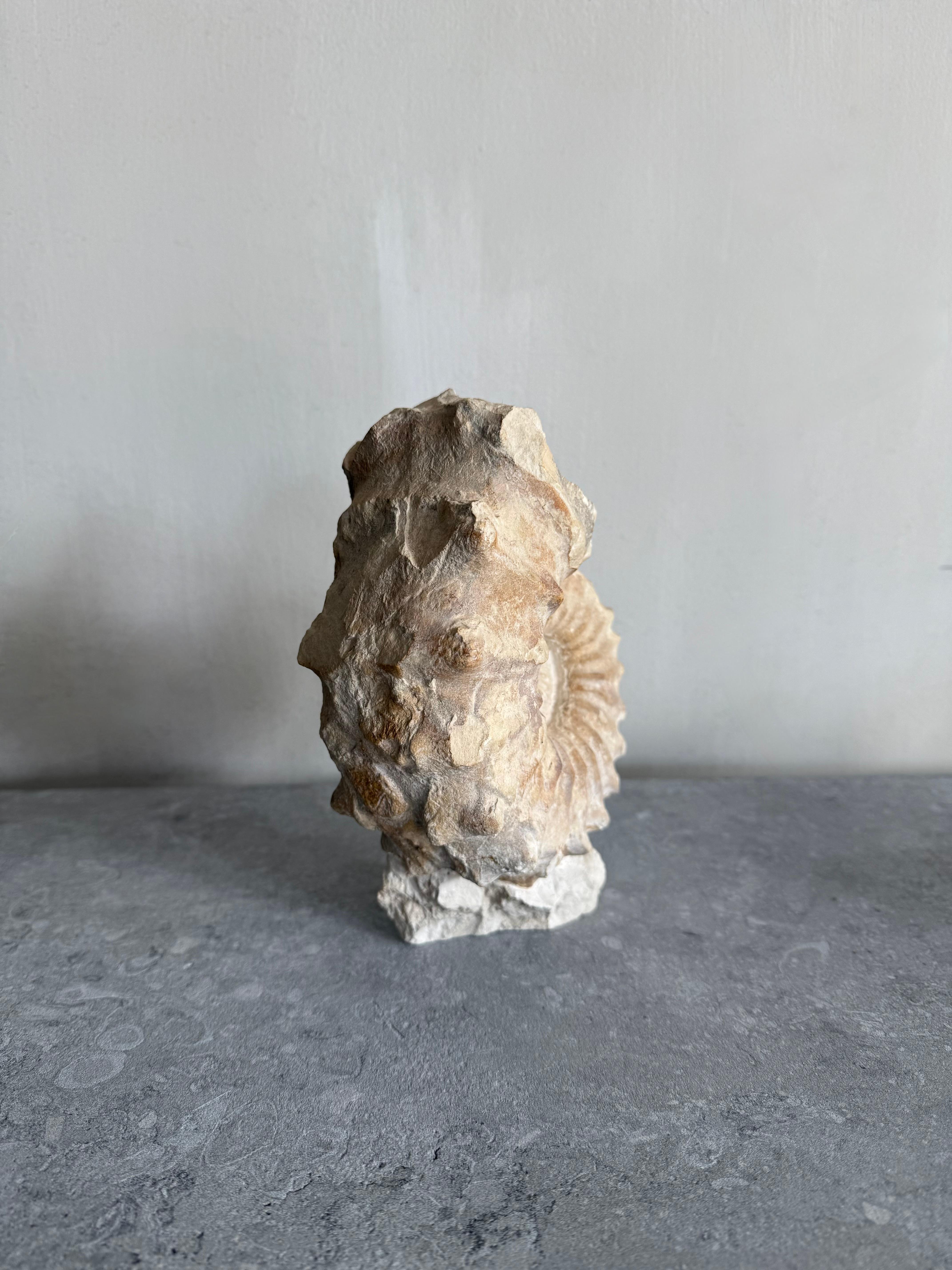 Unique Free-standing Ammonite Fossil For Sale 2