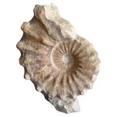 Unique Free-standing Ammonite Fossil Unique Free-standing Ammonite Fossil