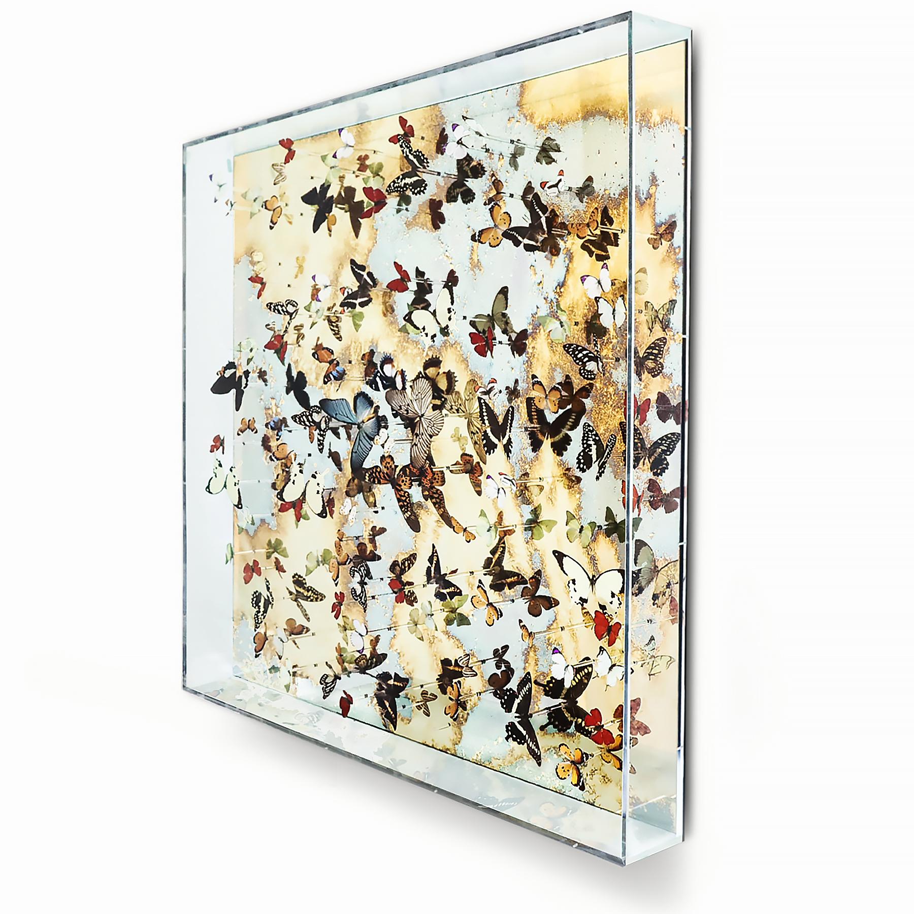 An exceptionally beautiful and unique butterfly artwork installation created by artist Nick Jeffrey.

Set in a bespoke Perspex box this piece features a gold leaf, antiqued mirror as a backdrop for the butterfly installation. Each butterfly is
