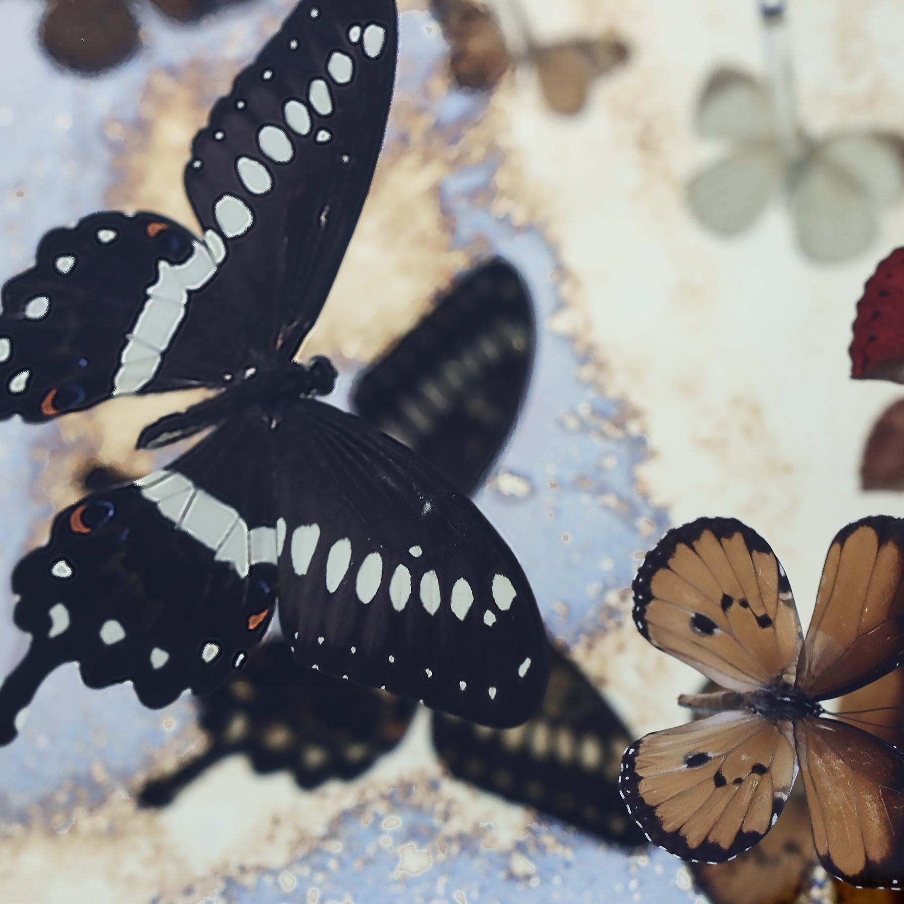 Unique Nick Jeffrey gold leaf mirrored butterfly installation artwork  1
