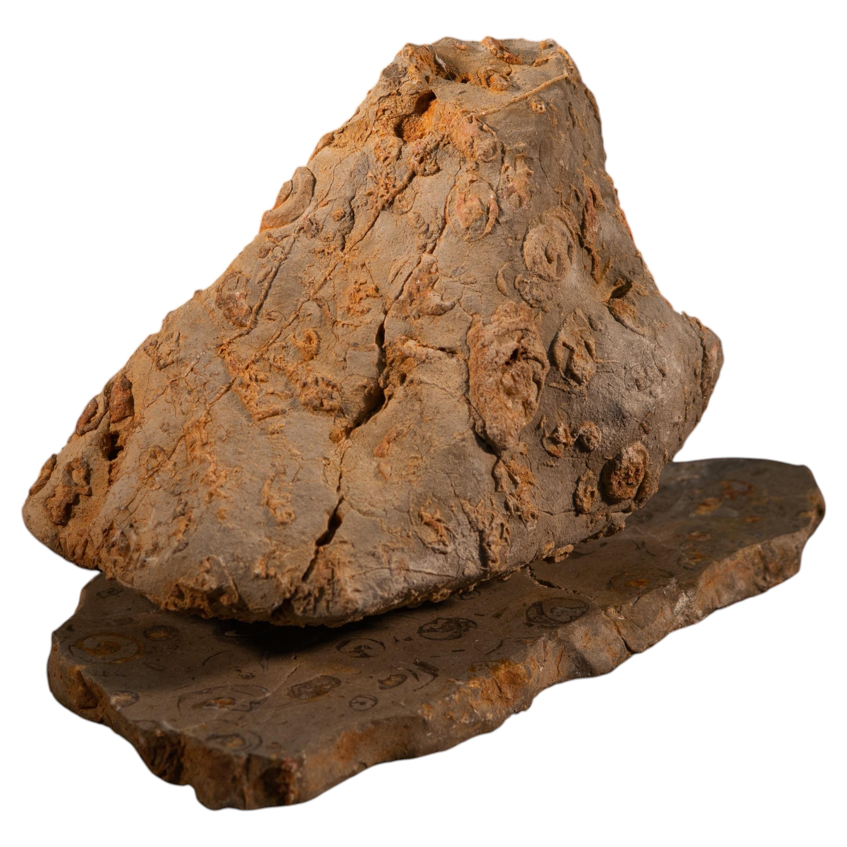 Unique Rock Large Sculpture in Jurassic Natural Rock by NERINEA For Sale