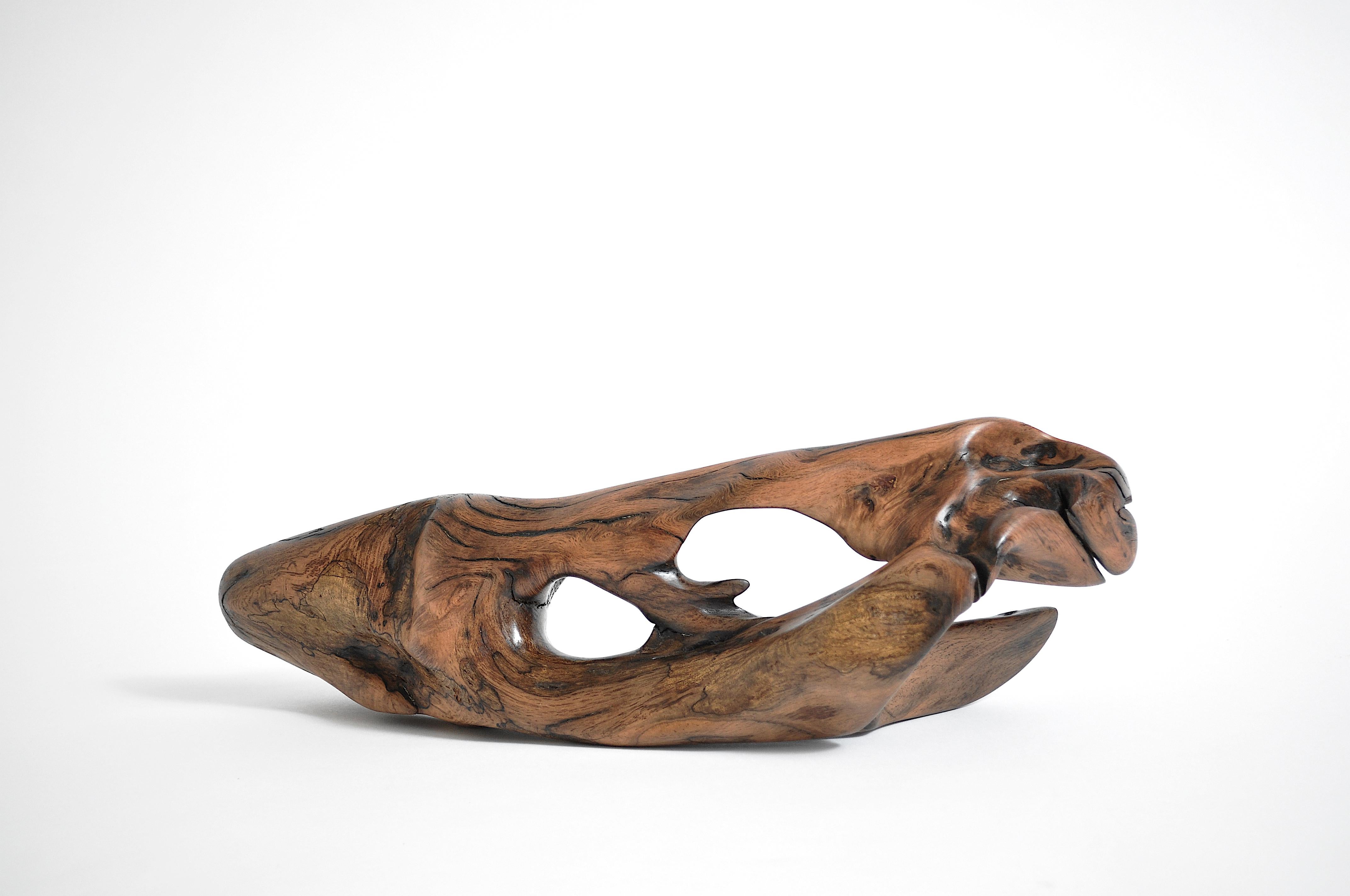 Polished Unique Tropical Driftwood Sculpture Signed by Jörg Pietschmann