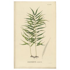 Uniquely Handcolored Lithograph of Ferns of Indonesia 'Polypodium', 1829