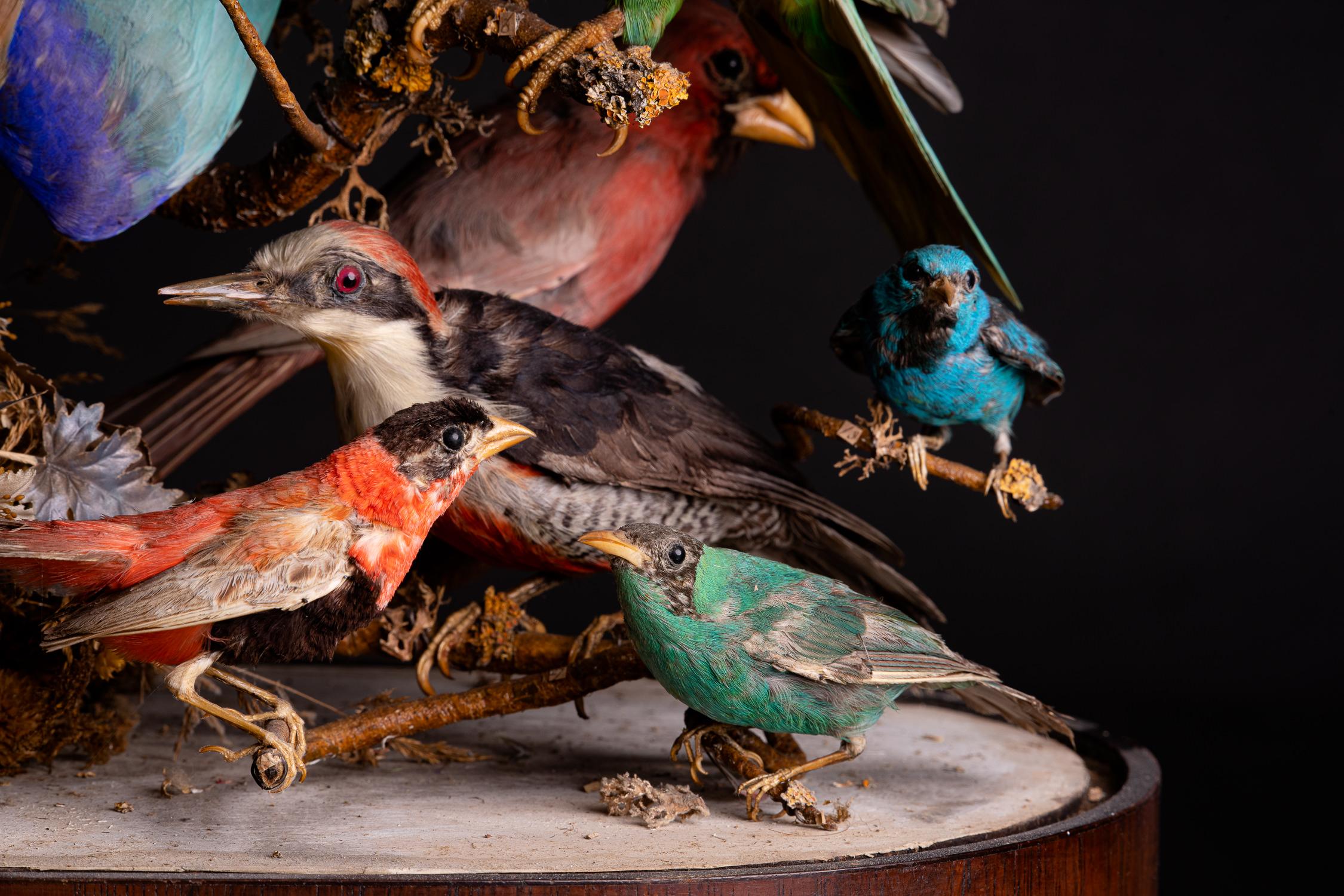 United Kingdom, 1880, Victorian Glass Dome with 36 Exotic Birds 1