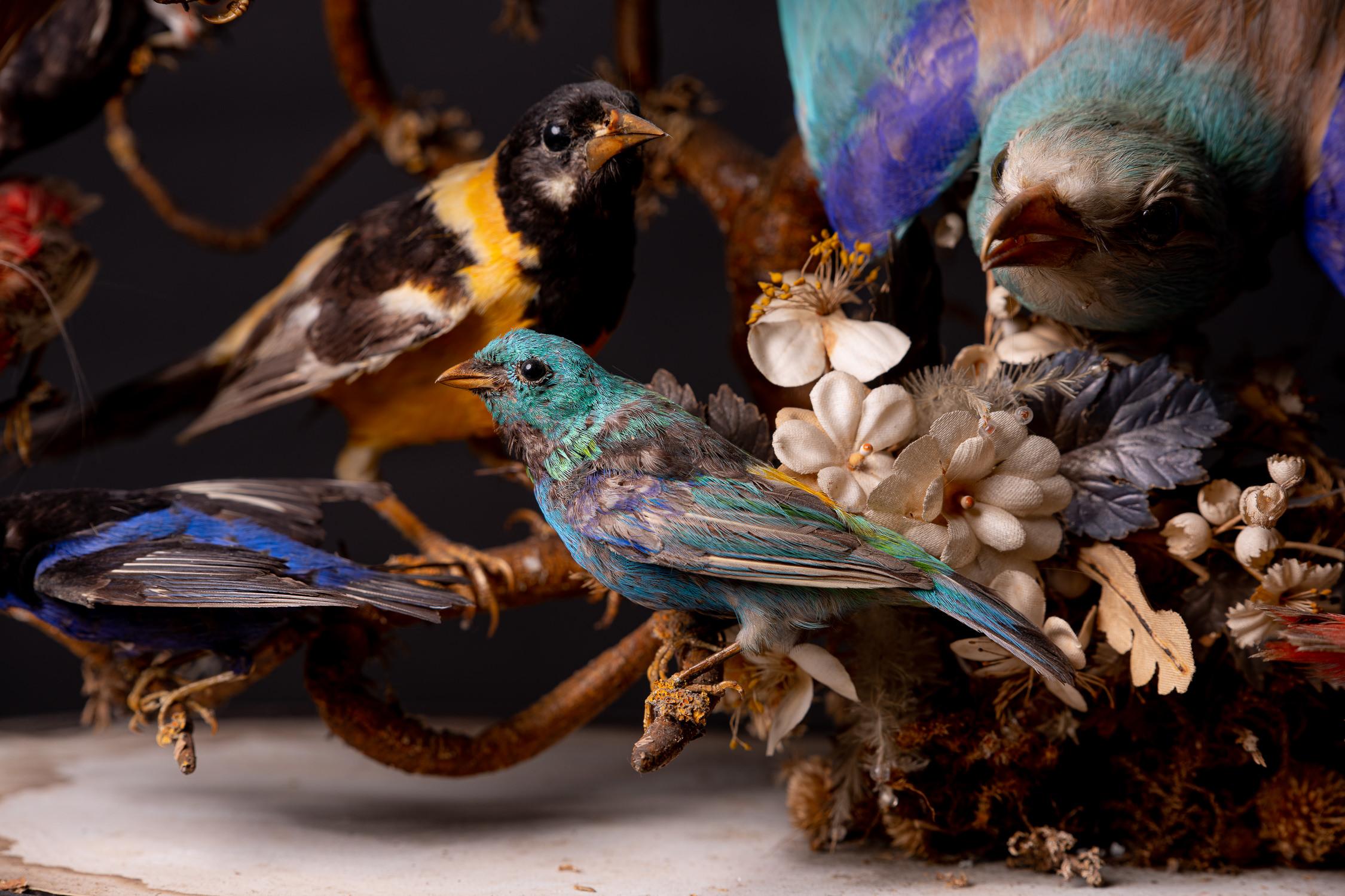 United Kingdom, 1880, Victorian Glass Dome with 36 Exotic Birds 2